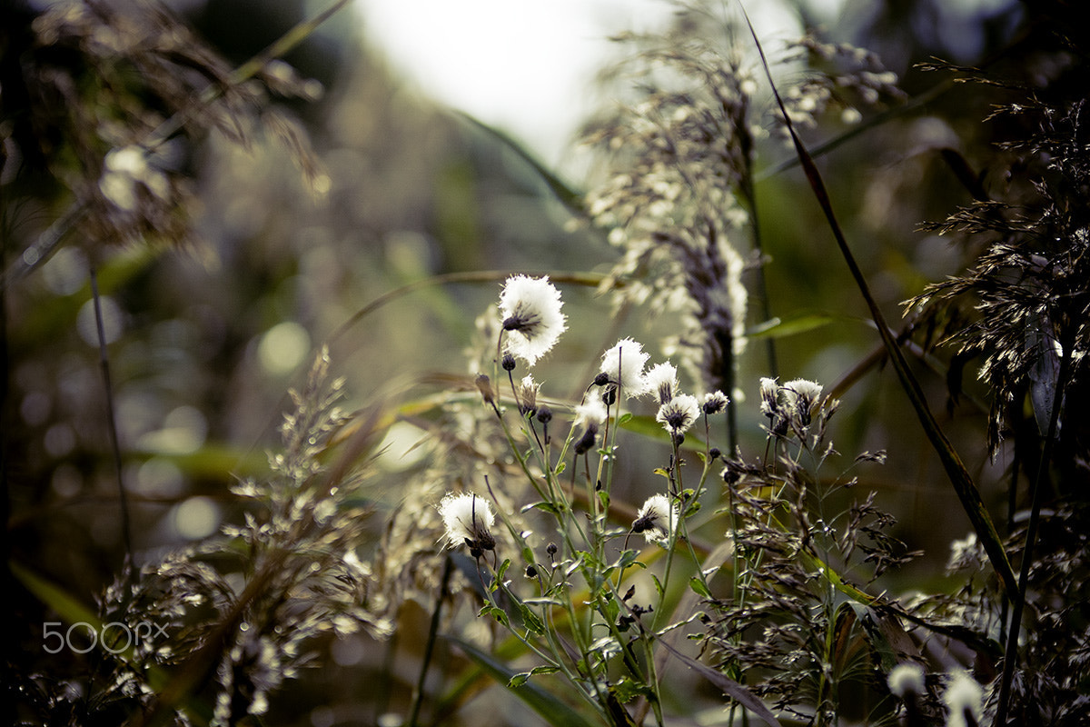 Sony ILCA-77M2 sample photo. Flowers photography