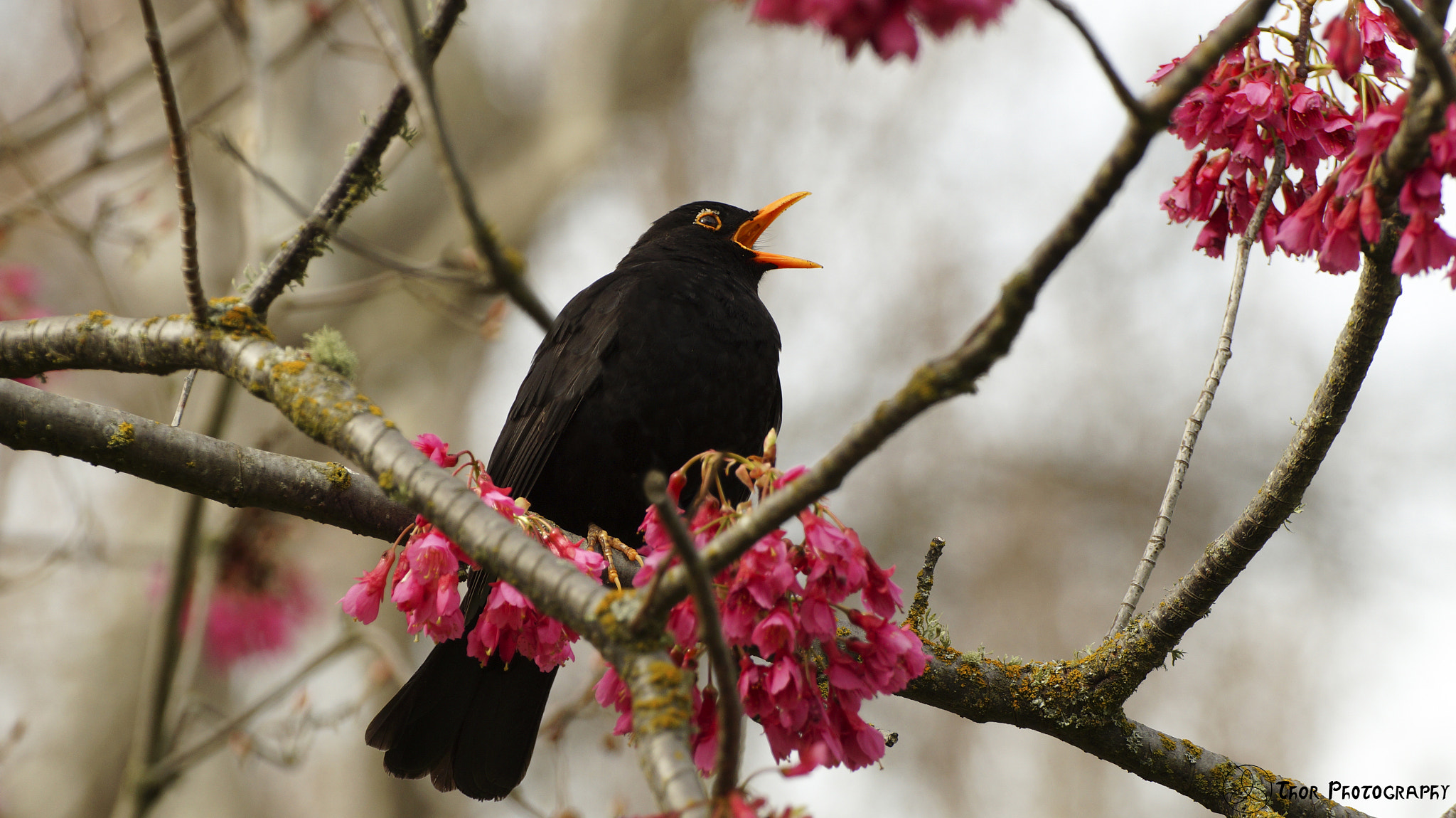 Sony SLT-A58 + Tamron SP 70-300mm F4-5.6 Di USD sample photo. Blackbird sings photography