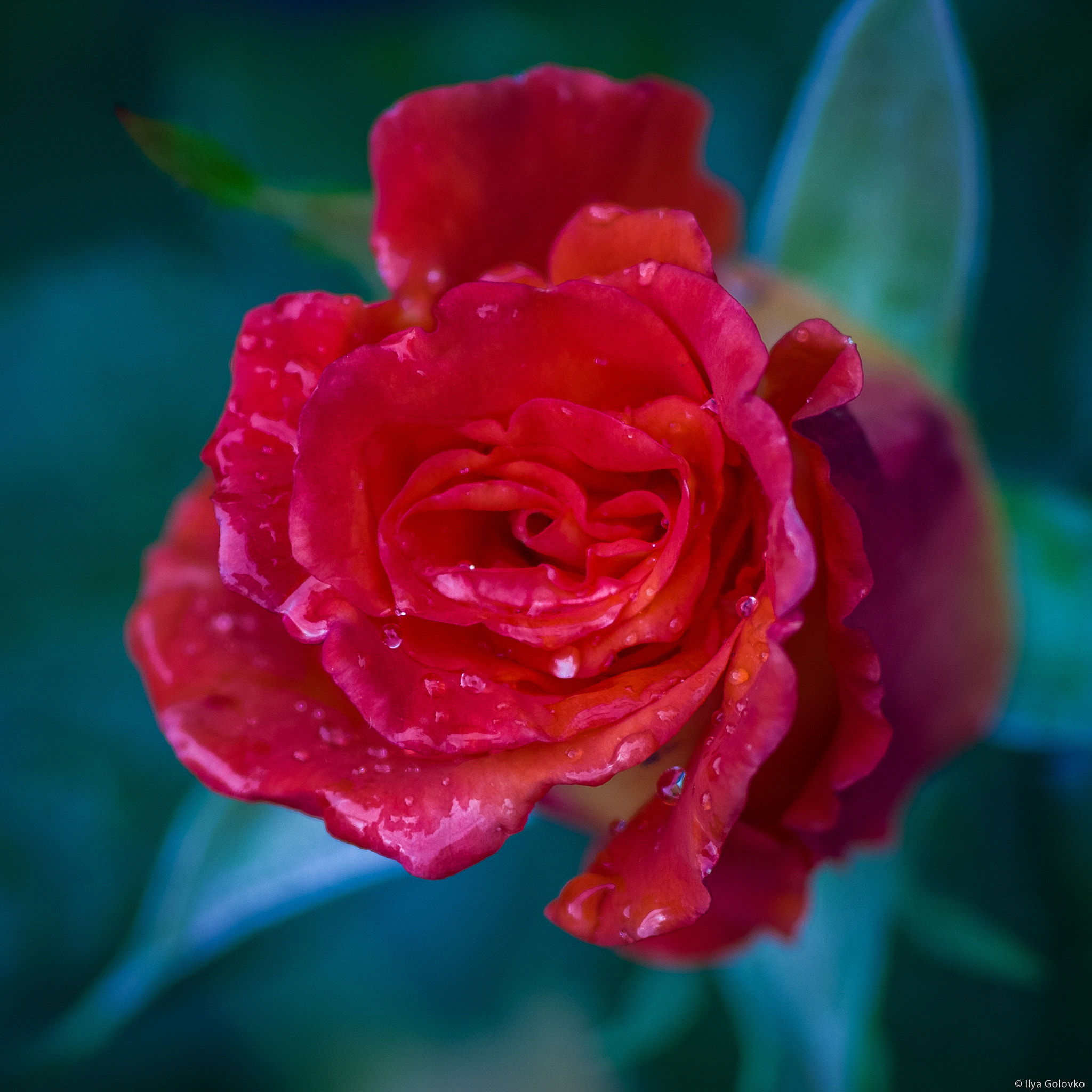 Pentax K-S2 sample photo. A rose after an autumn rain photography