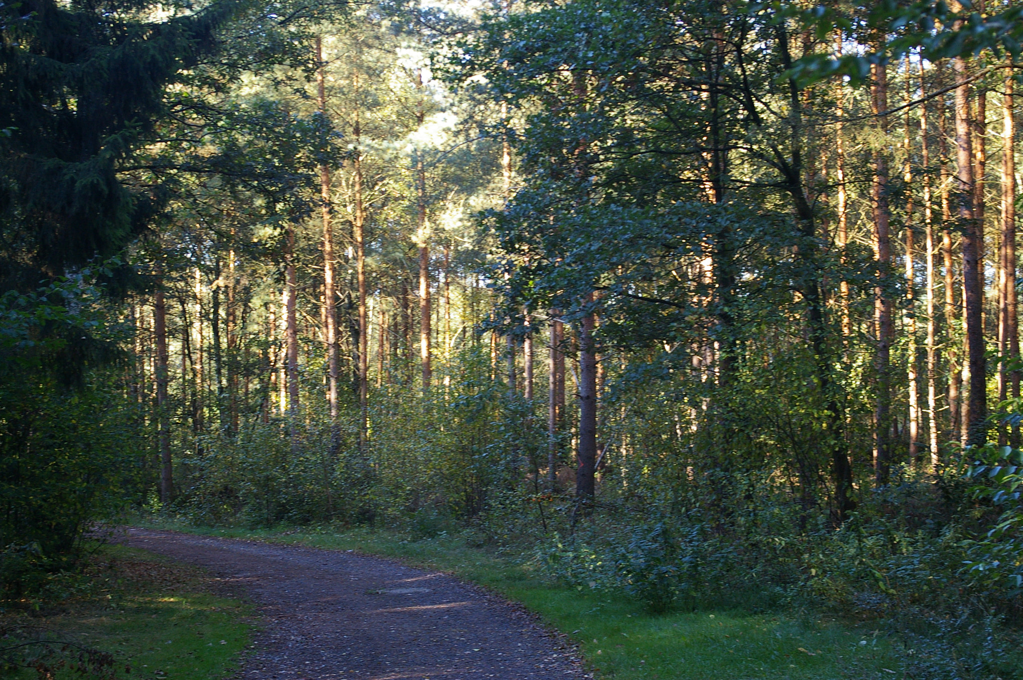 Pentax *ist DL sample photo. Path in forest photography