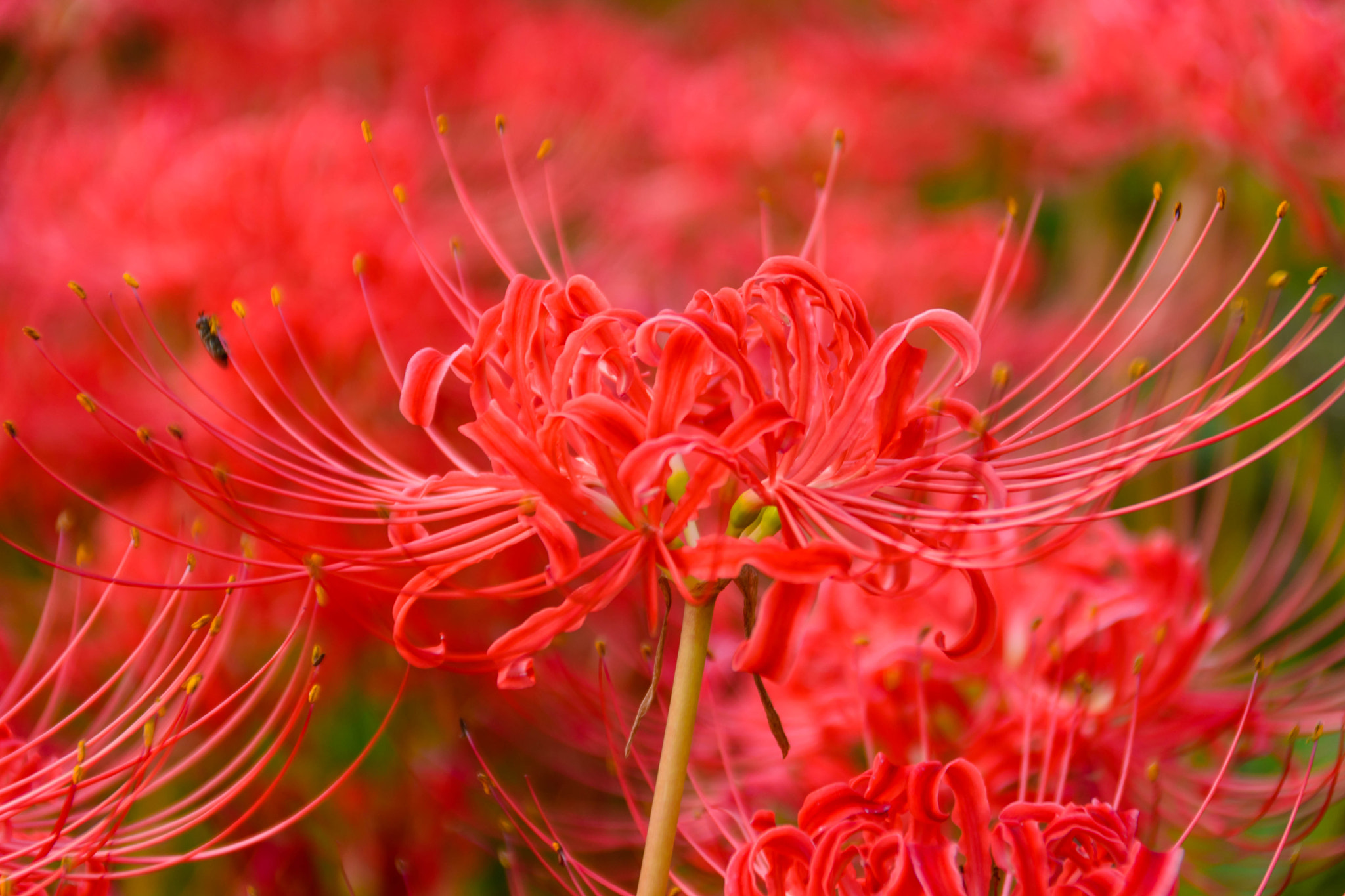 Sigma 18-200mm F3.5-6.3 II DC OS HSM sample photo. 曼珠沙華 photography