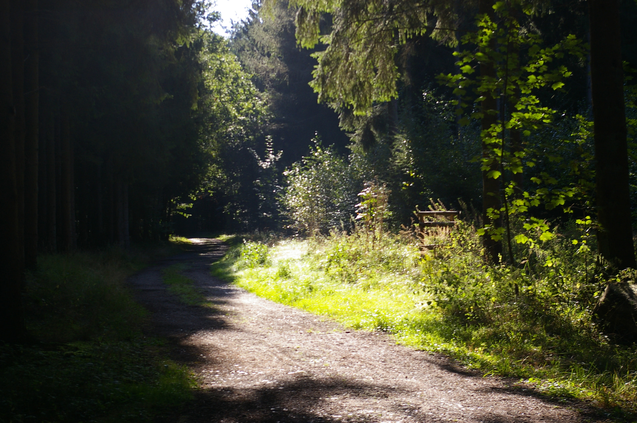 Pentax *ist DL sample photo. Path in forest photography