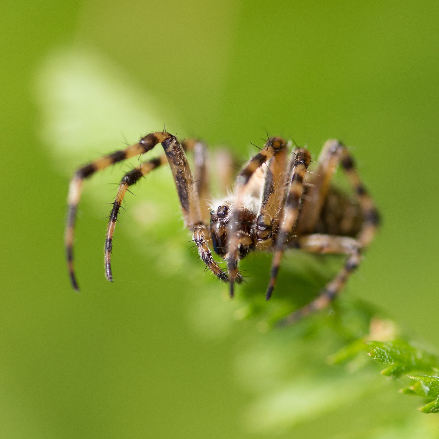 Nikon D750 + Tokina AT-X Pro 100mm F2.8 Macro sample photo