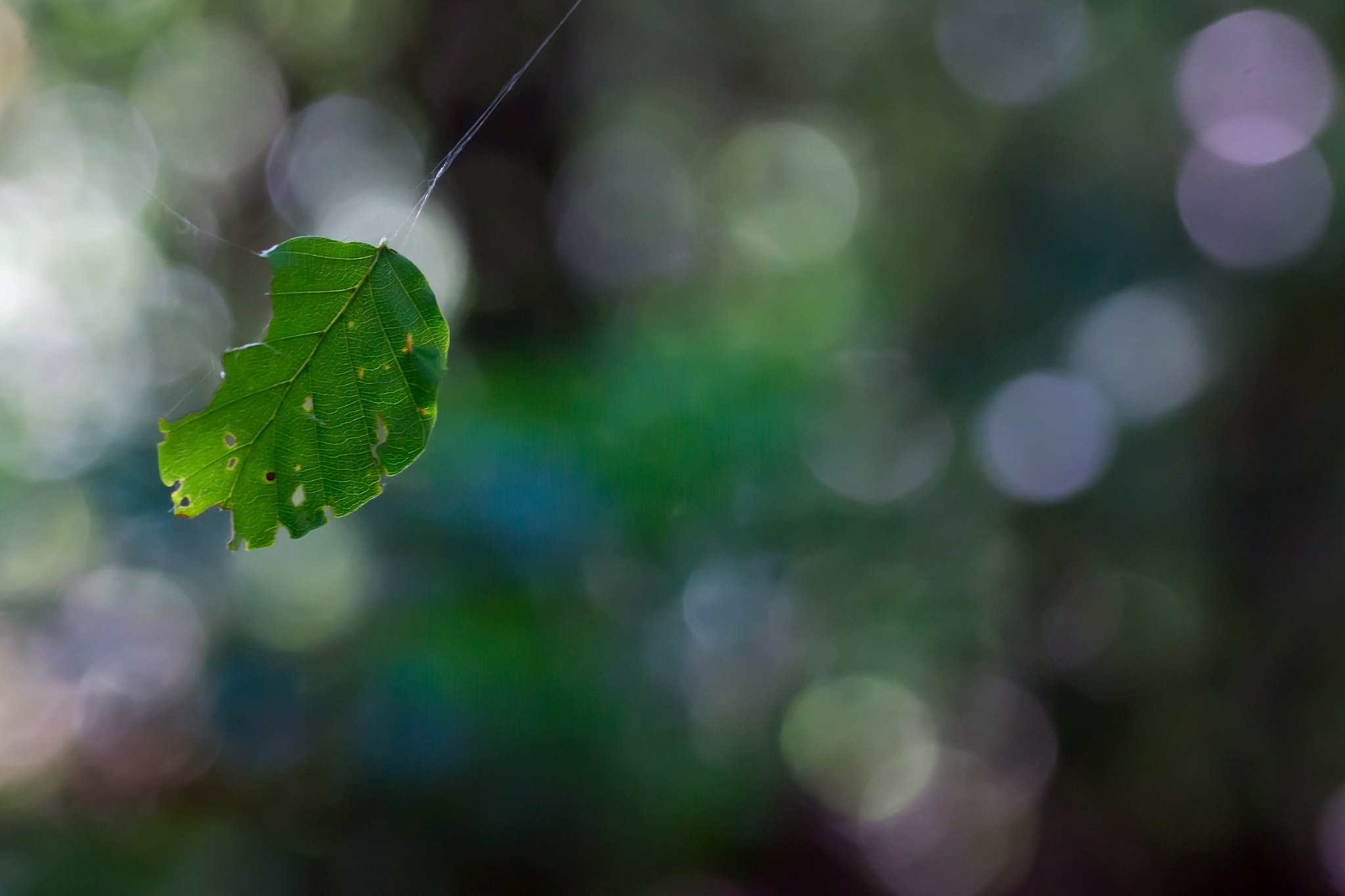 Sony SLT-A77 + 105mm F2.8 sample photo. Caught photography