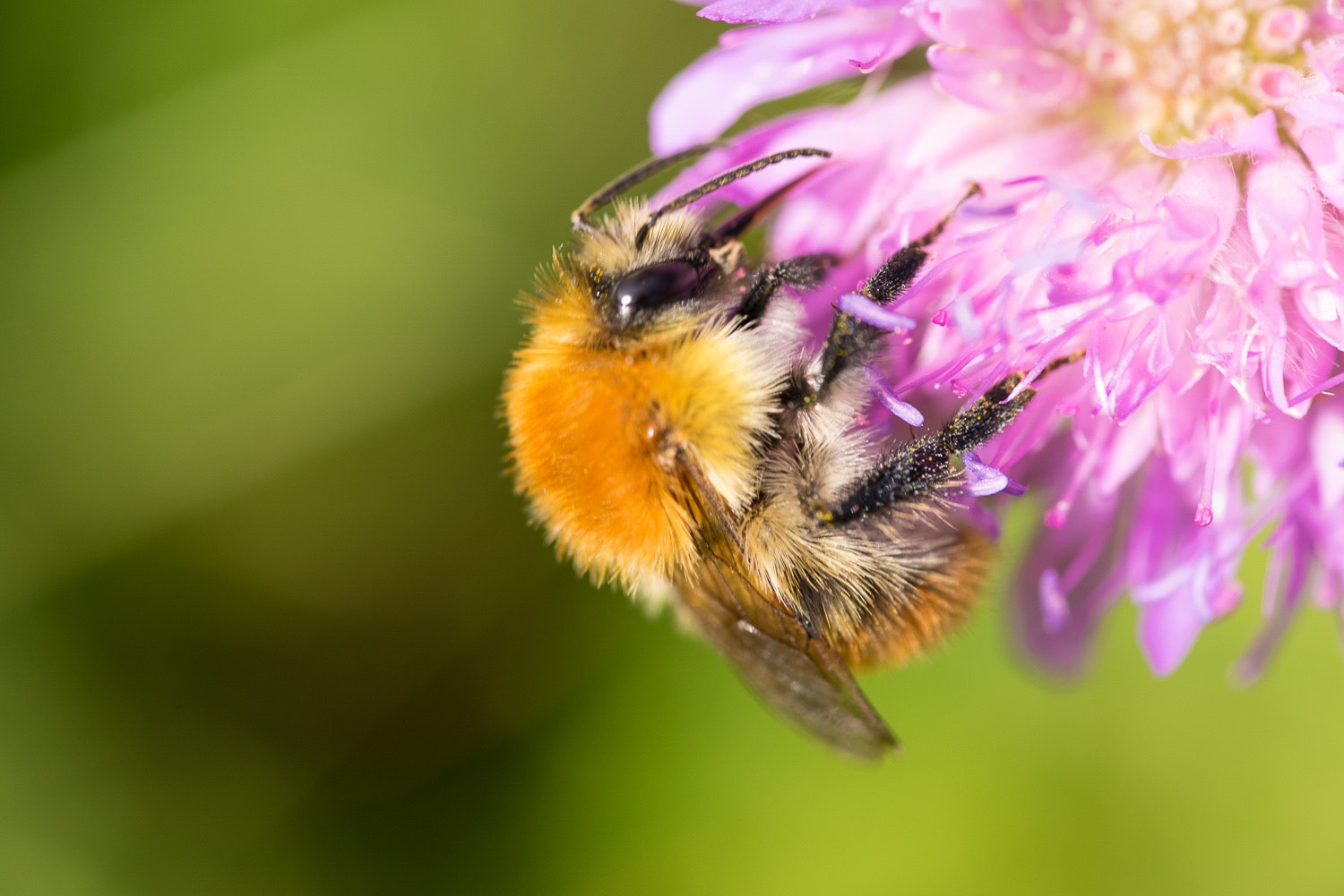 Tokina AT-X Pro 100mm F2.8 Macro sample photo