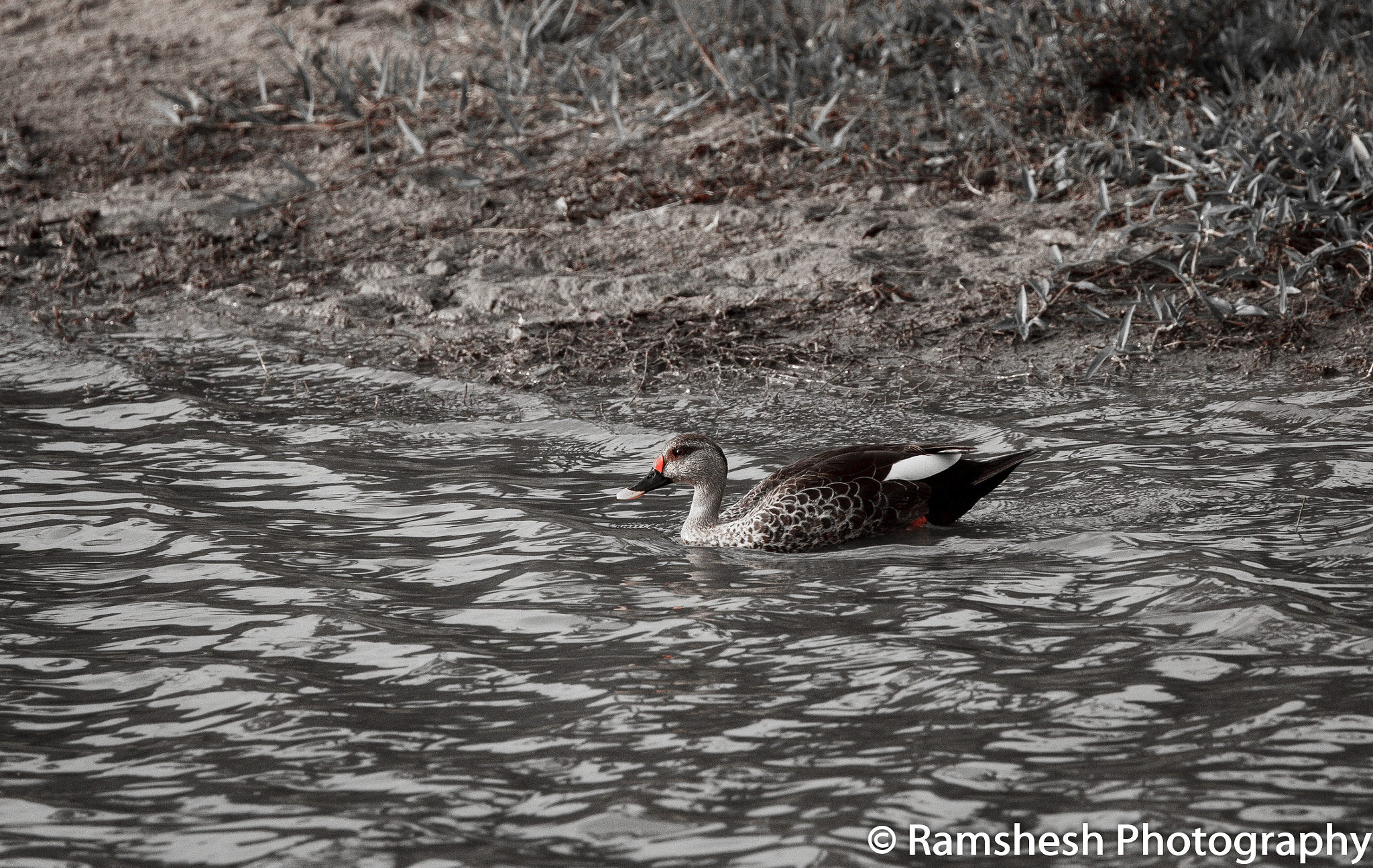 Canon EOS 60D + Canon EF 100-400mm F4.5-5.6L IS II USM sample photo. Spot billed duck | bandipur photography