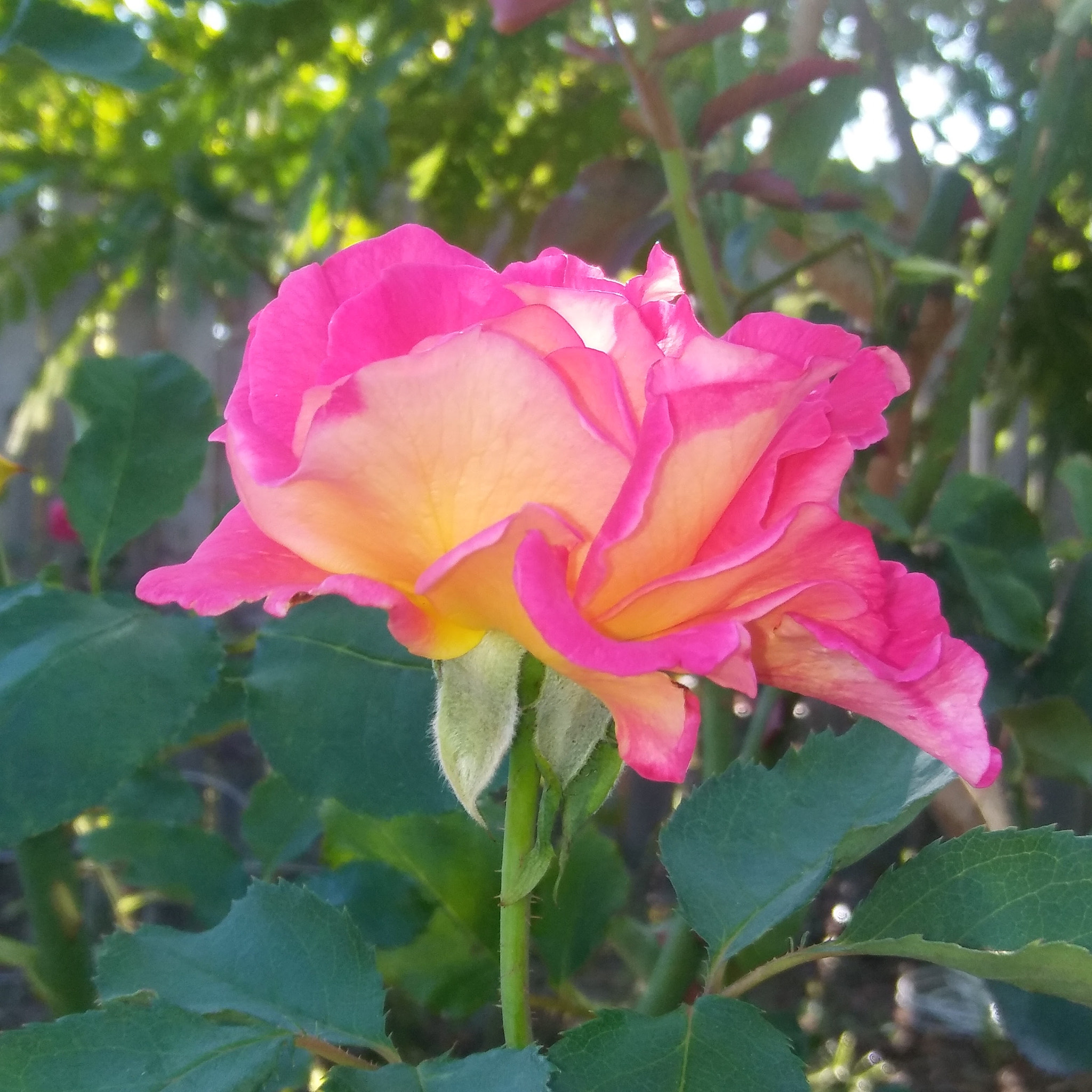 LG STYLO 2 sample photo. Pink yellow rose photography