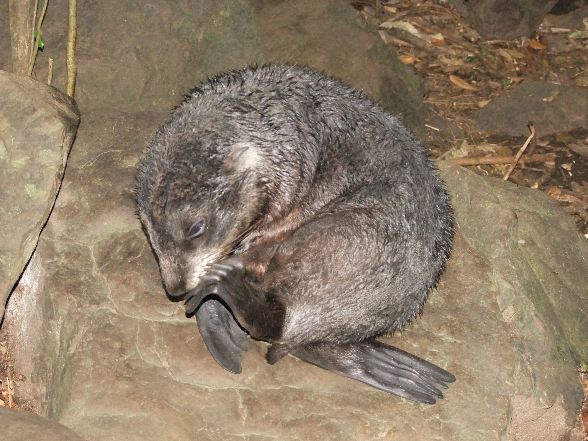 FujiFilm FinePix S200EXR (FinePix S205EXR) sample photo. Fur seal photography