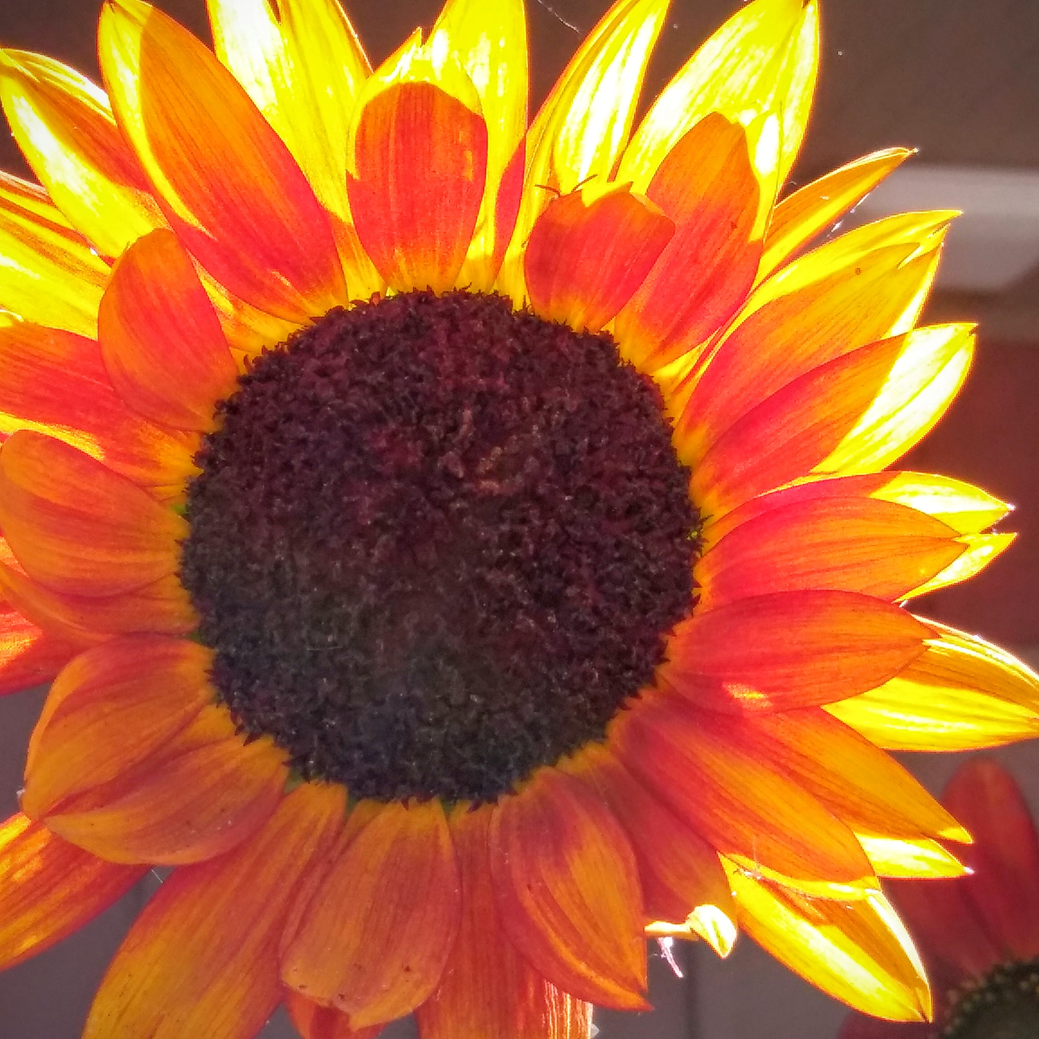 LG STYLO 2 sample photo. Sunny disposition photography