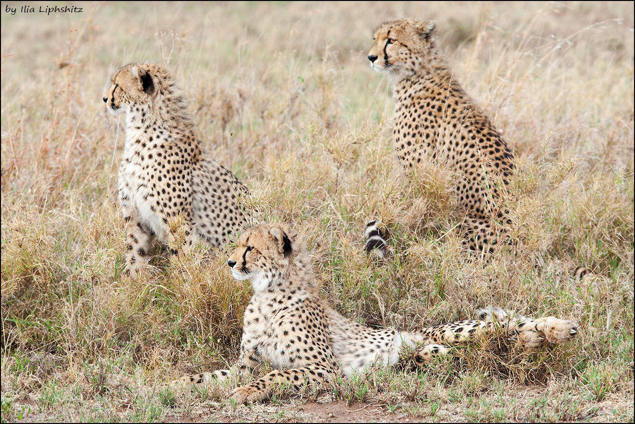 Canon EF 300mm F2.8L IS USM sample photo. On the watch - cheetahs of serengeti №25 photography