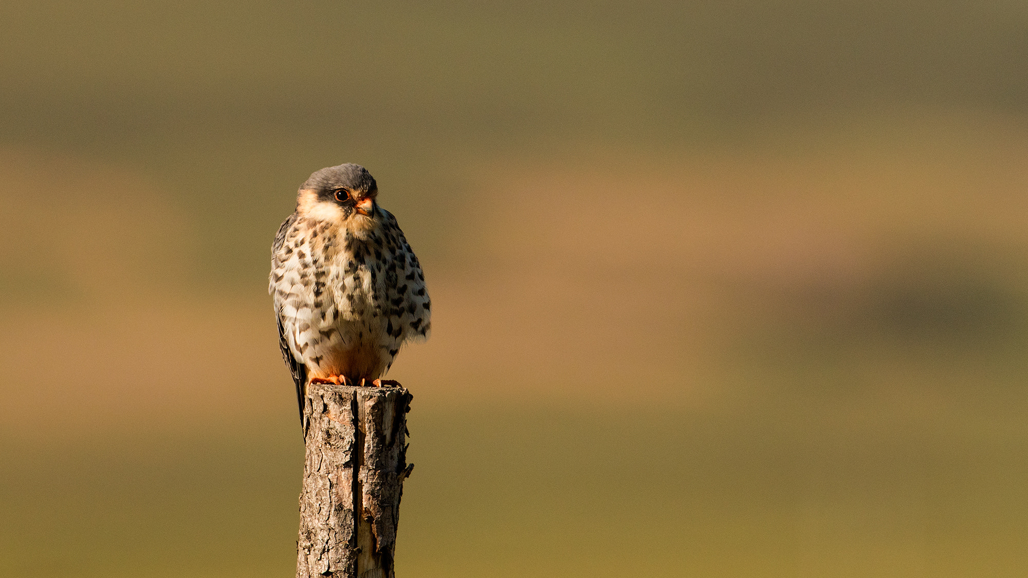 Nikon AF-S Nikkor 600mm F4D ED-IF II sample photo