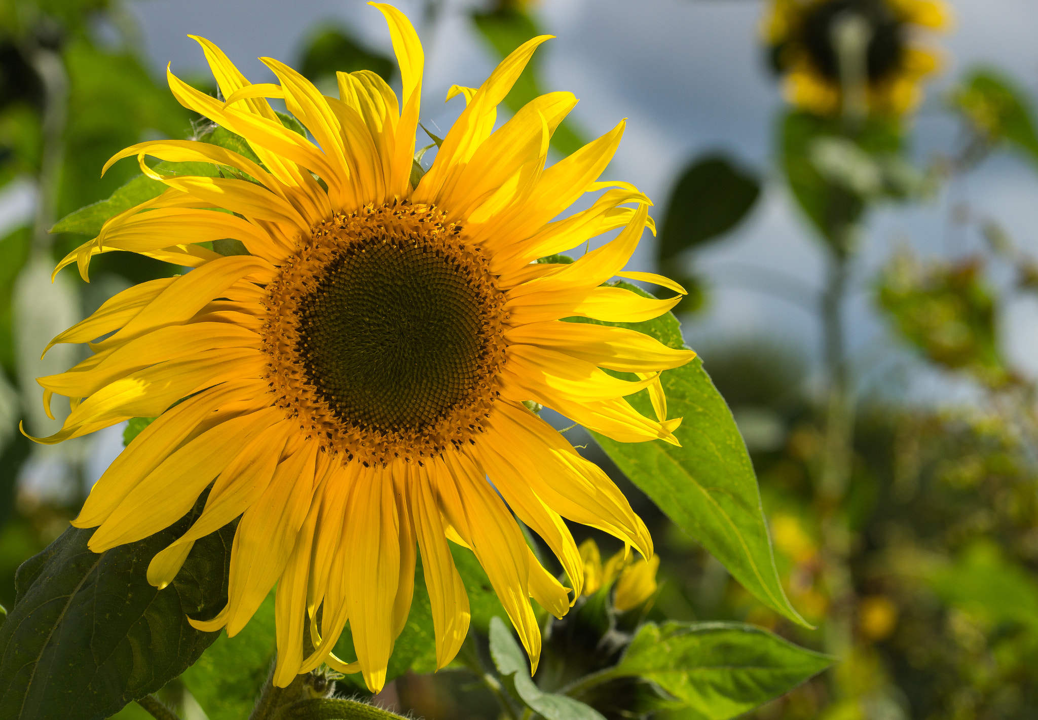 Sony SLT-A77 + 105mm F2.8 sample photo. Sunflower photography