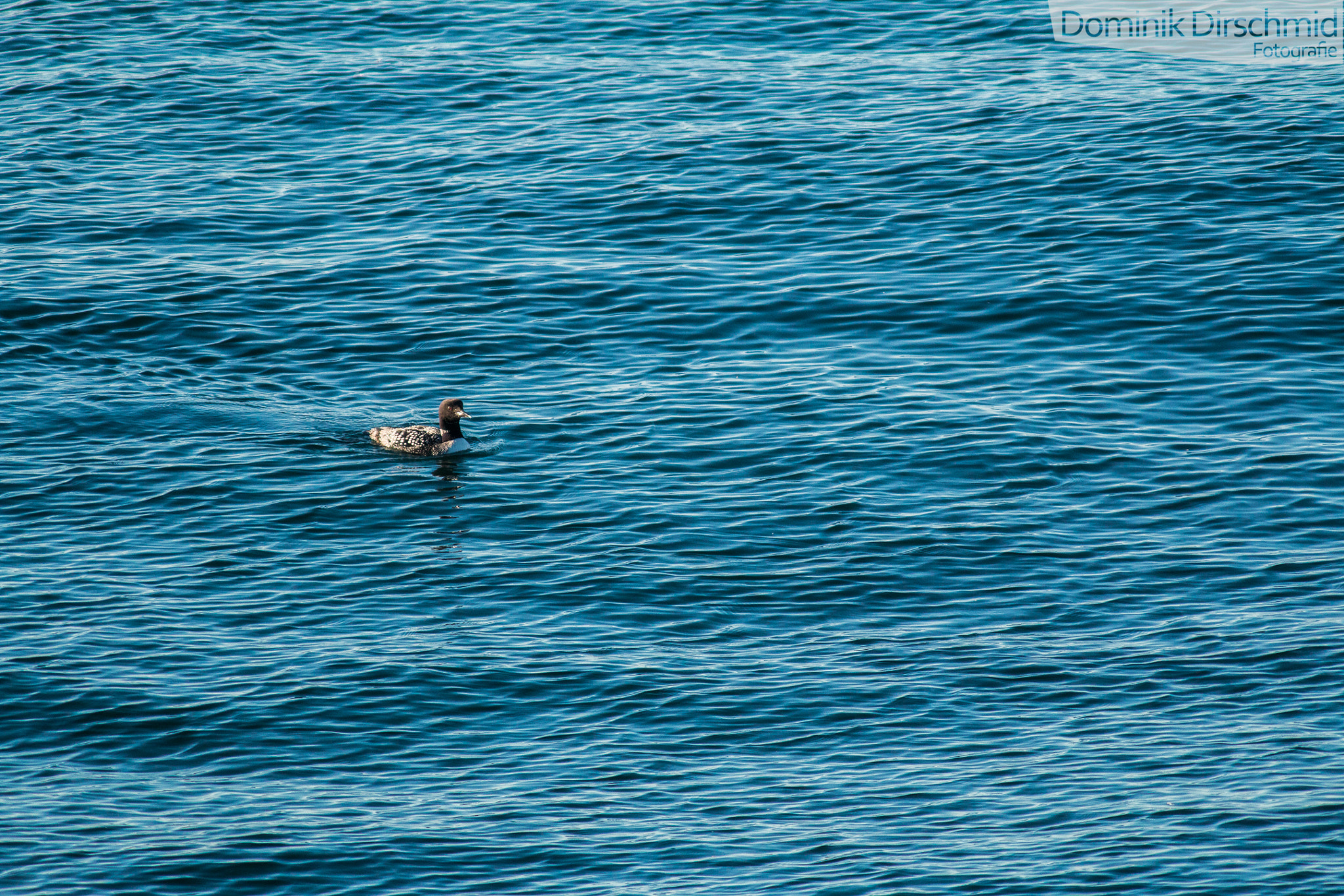Canon EOS 70D + Canon EF 300mm F4L IS USM sample photo. Loonie photography