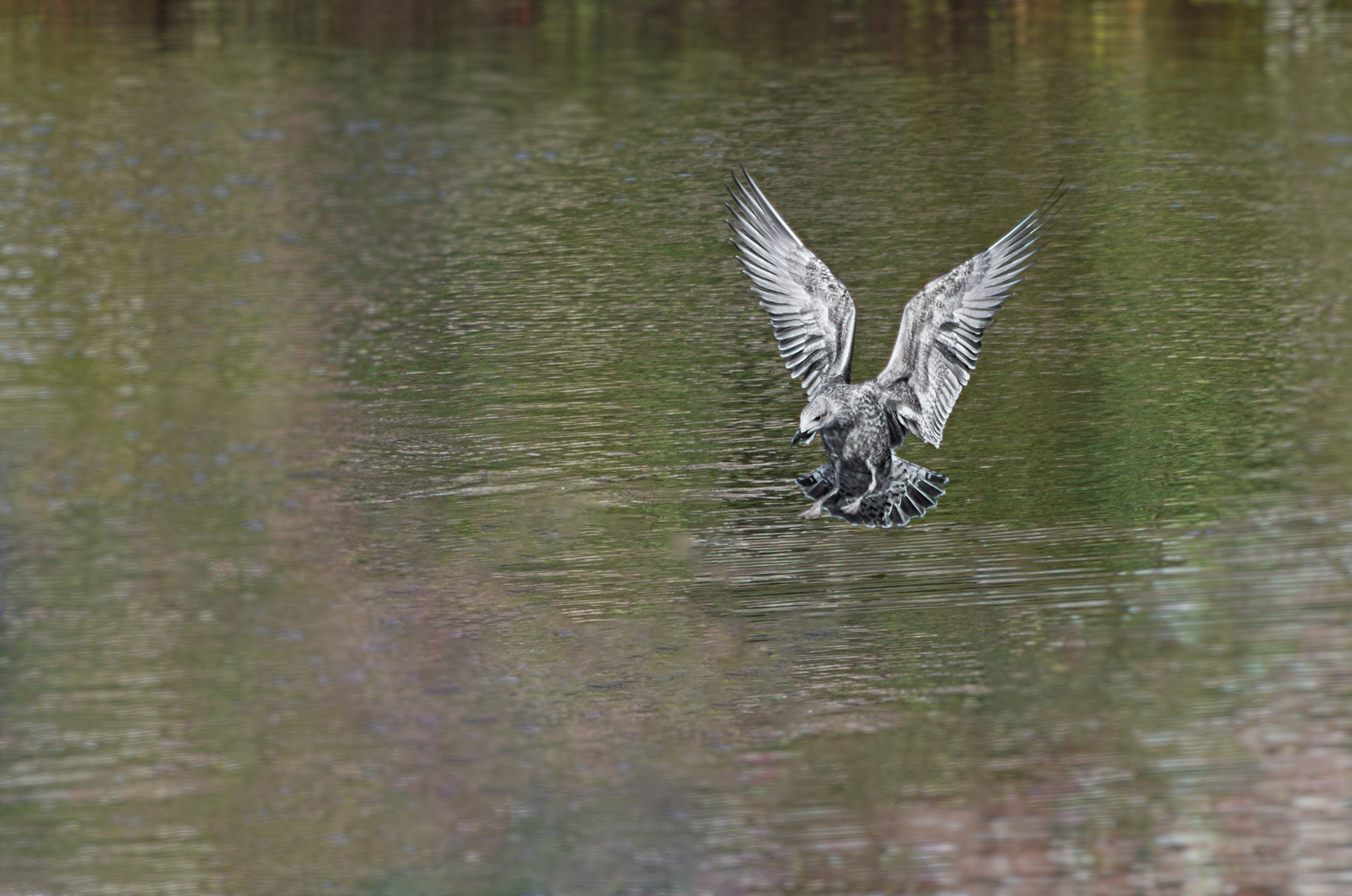 HD Pentax DA 55-300mm F4.0-5.8 ED WR sample photo. Seagull on the river photography