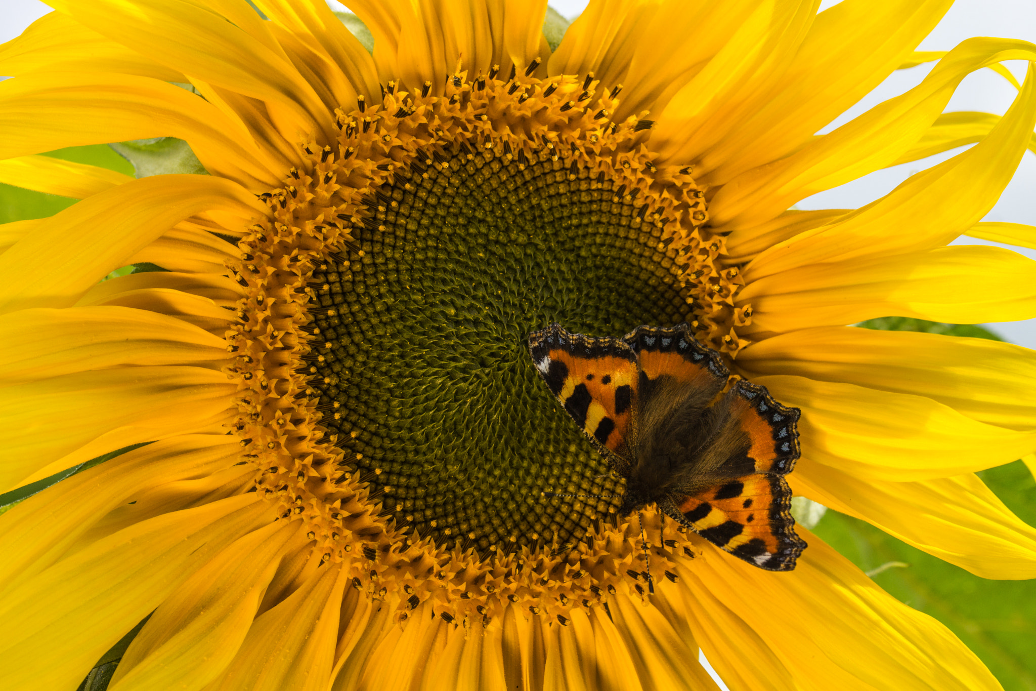 Sony SLT-A77 sample photo. Sunflower butterfly photography