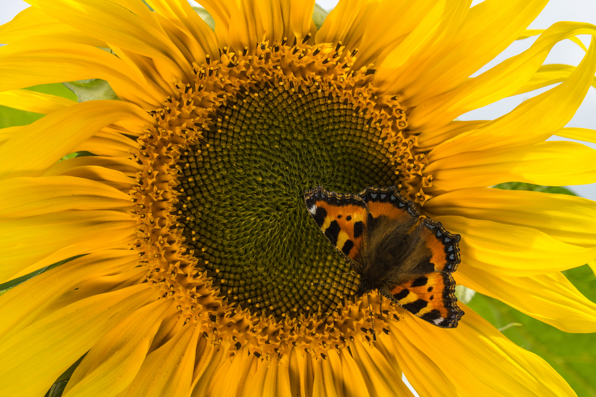 Sony SLT-A77 + 105mm F2.8 sample photo. Sunflower butterfly photography