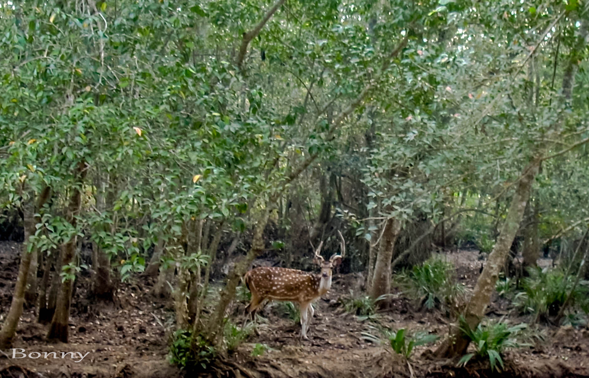 Nikon COOLPIX L10 sample photo. Deer_in_forest photography