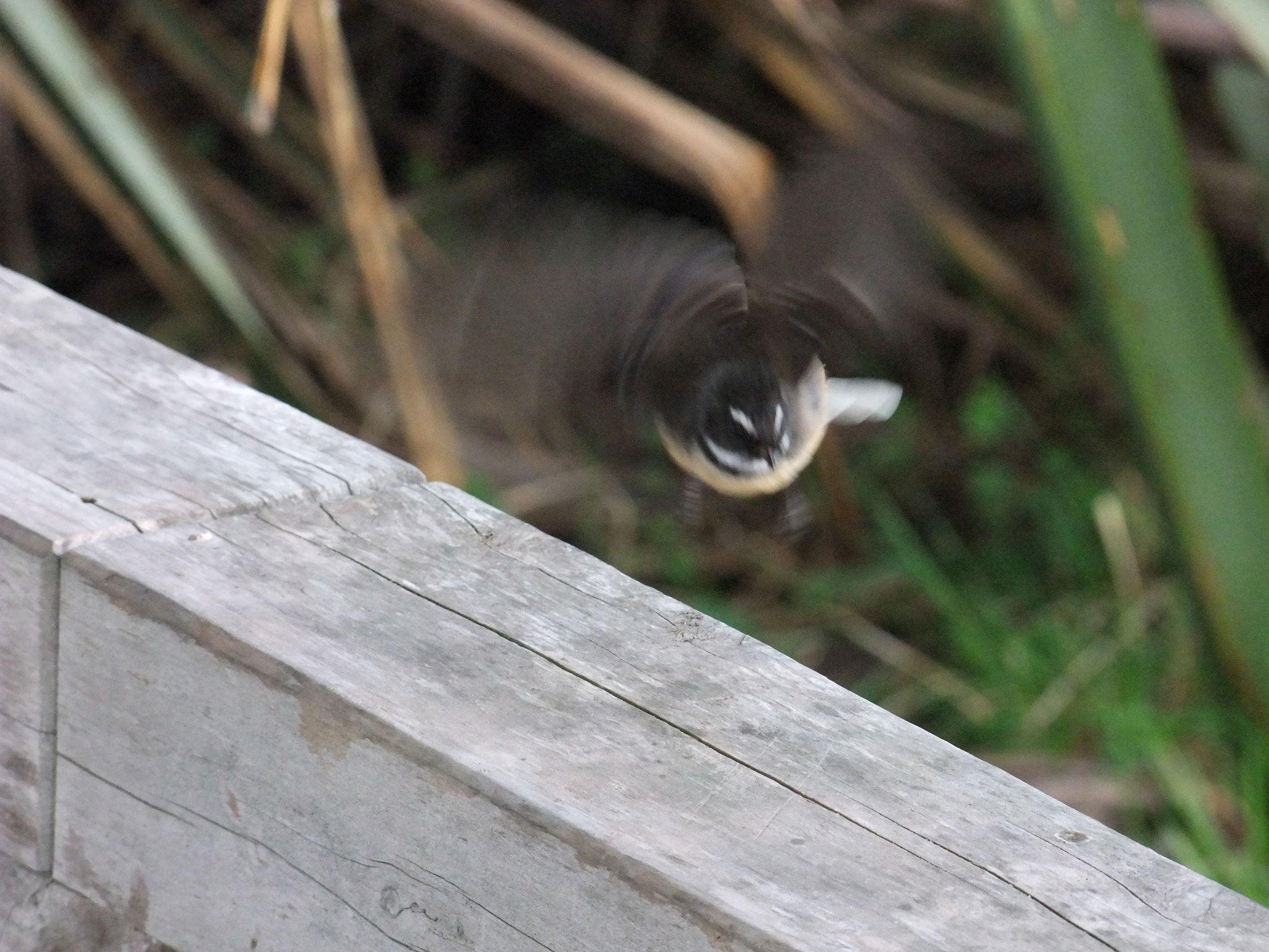 FujiFilm FinePix S200EXR (FinePix S205EXR) sample photo. Blured bird photography