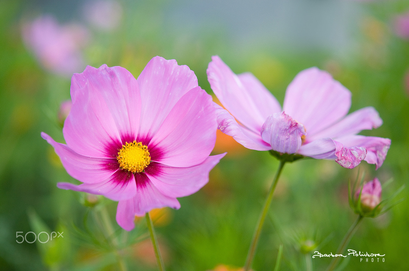 Nikon AF-S Micro-Nikkor 60mm F2.8G ED sample photo. Cosmos love photography