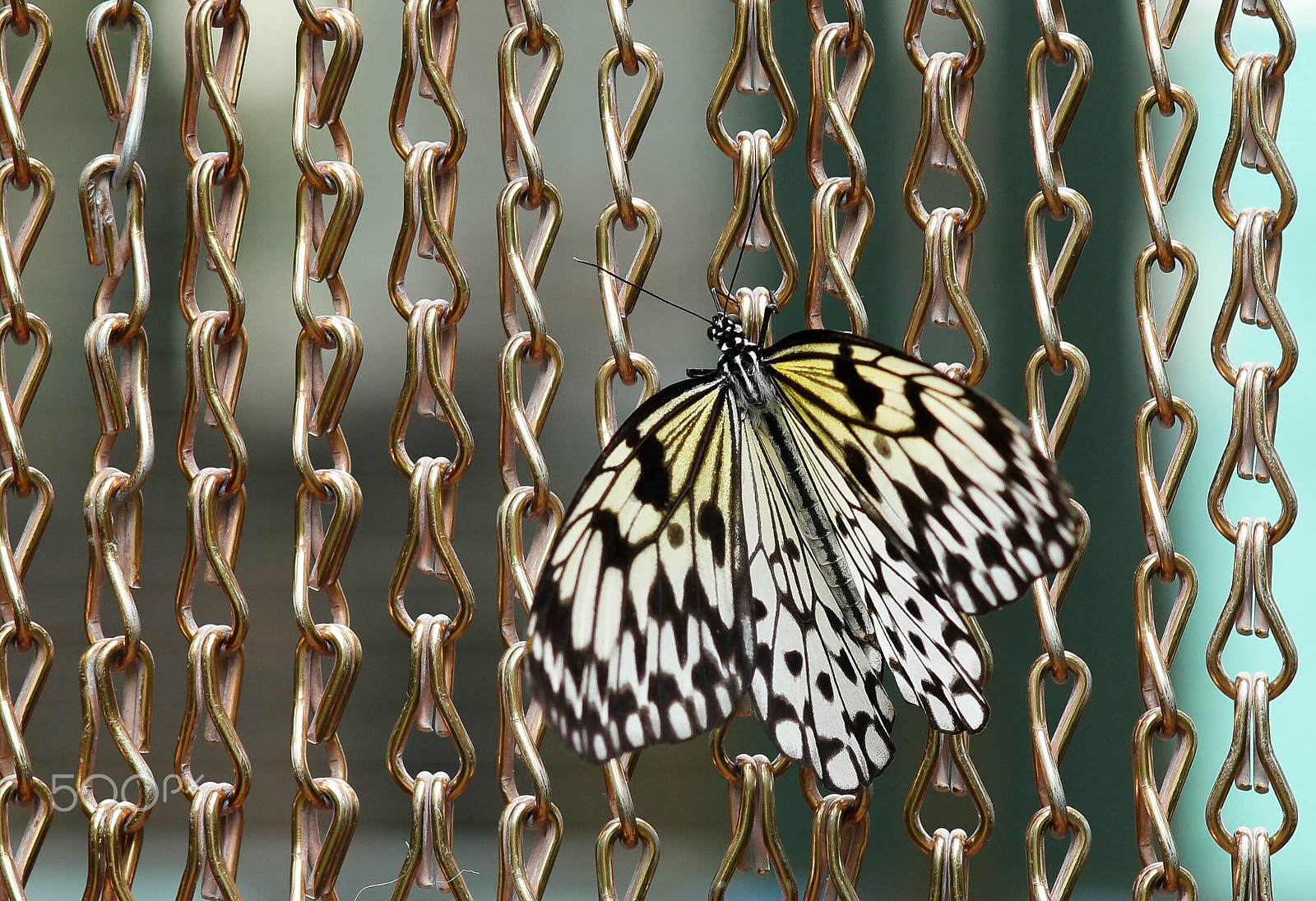 Samsung NX 85mm F1.4 ED SSA sample photo. Butterfly in chains photography