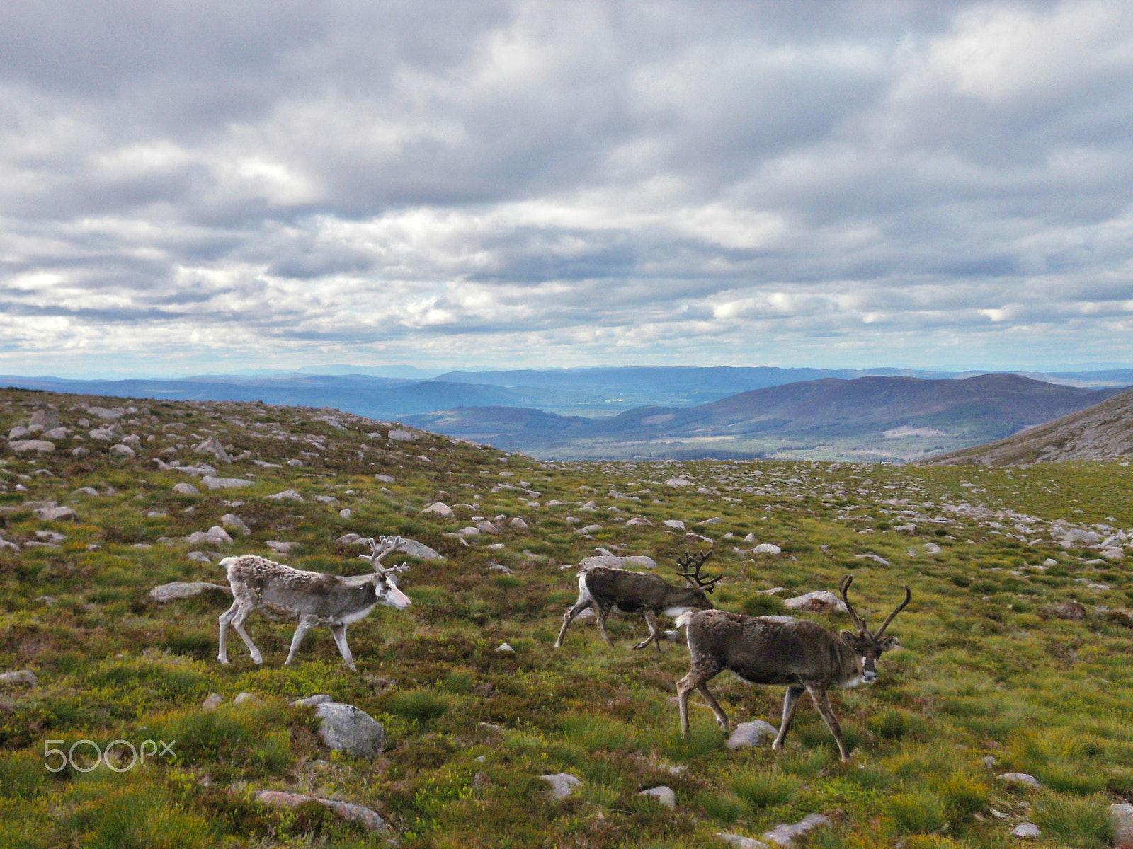 Nikon Coolpix S3000 sample photo. Reindeer on the cairngorm plateau photography