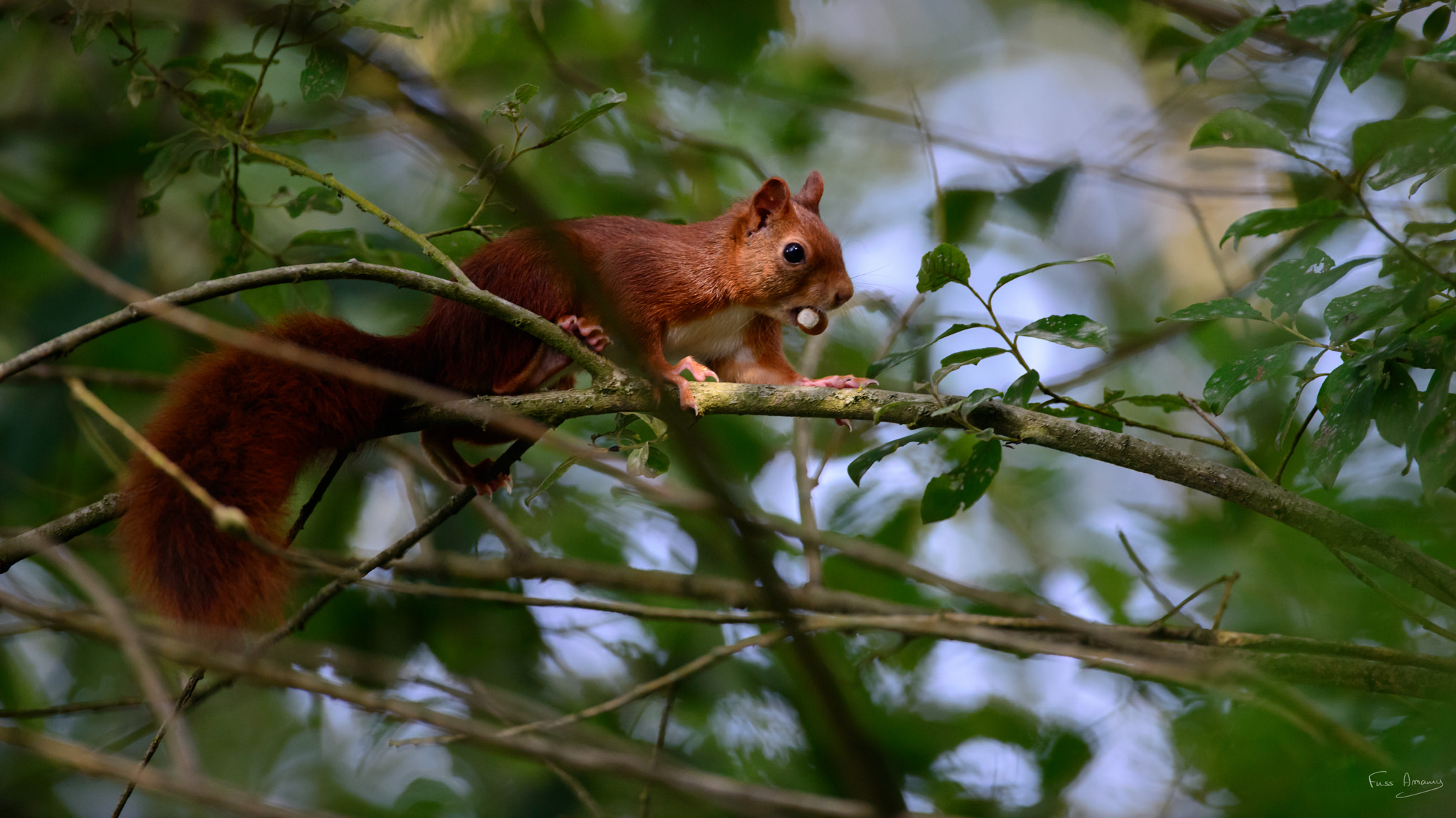 Nikon AF-S Nikkor 600mm F4D ED-IF II sample photo. Take away photography