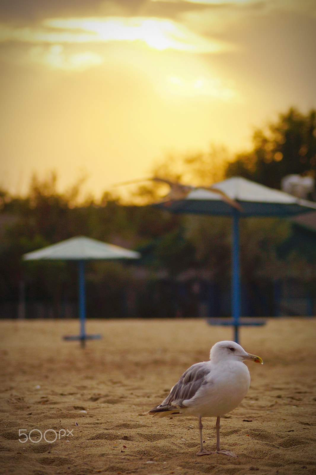 Sony DT 55-200mm F4-5.6 SAM sample photo. Sunset photography