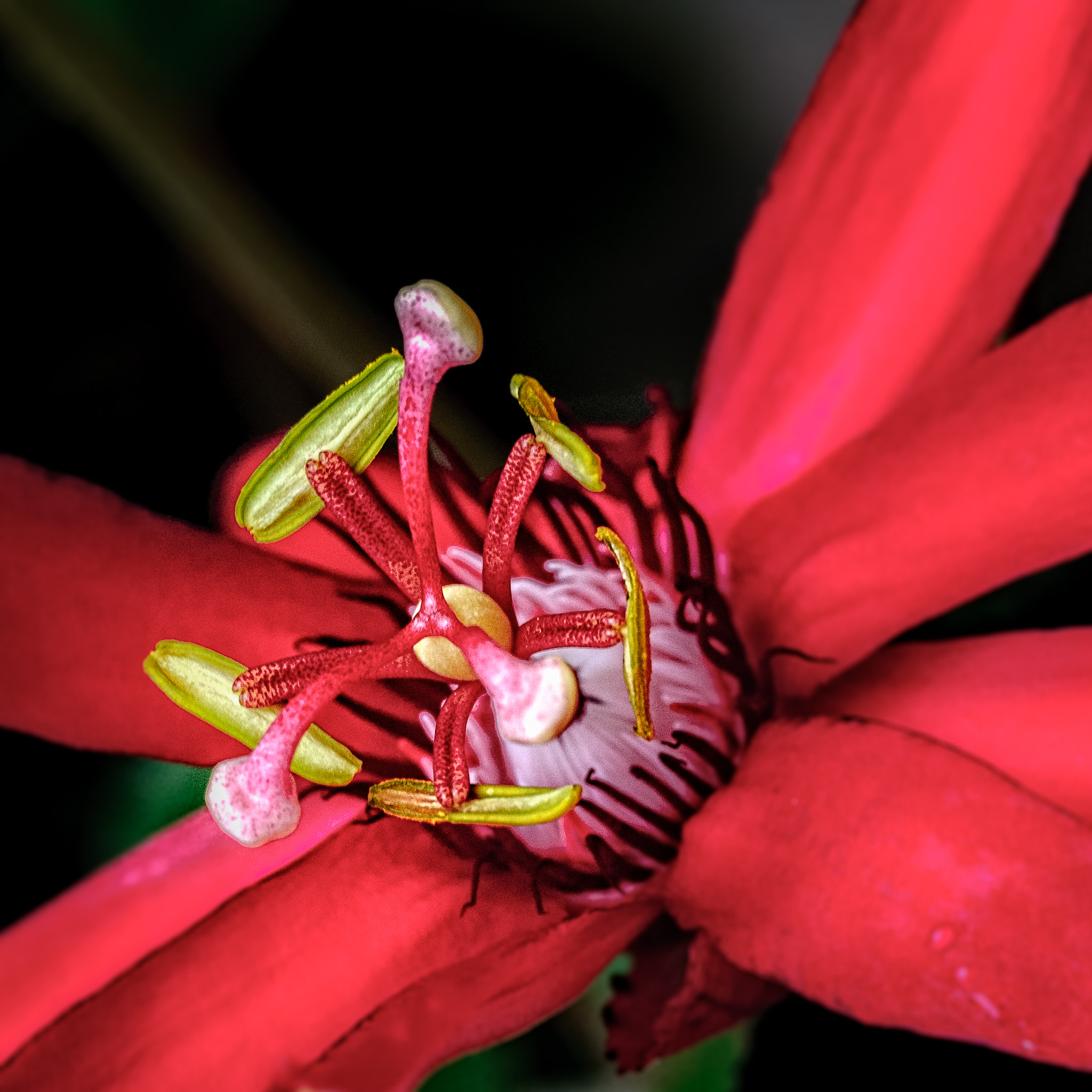 Nikon D40X sample photo. Macro photography