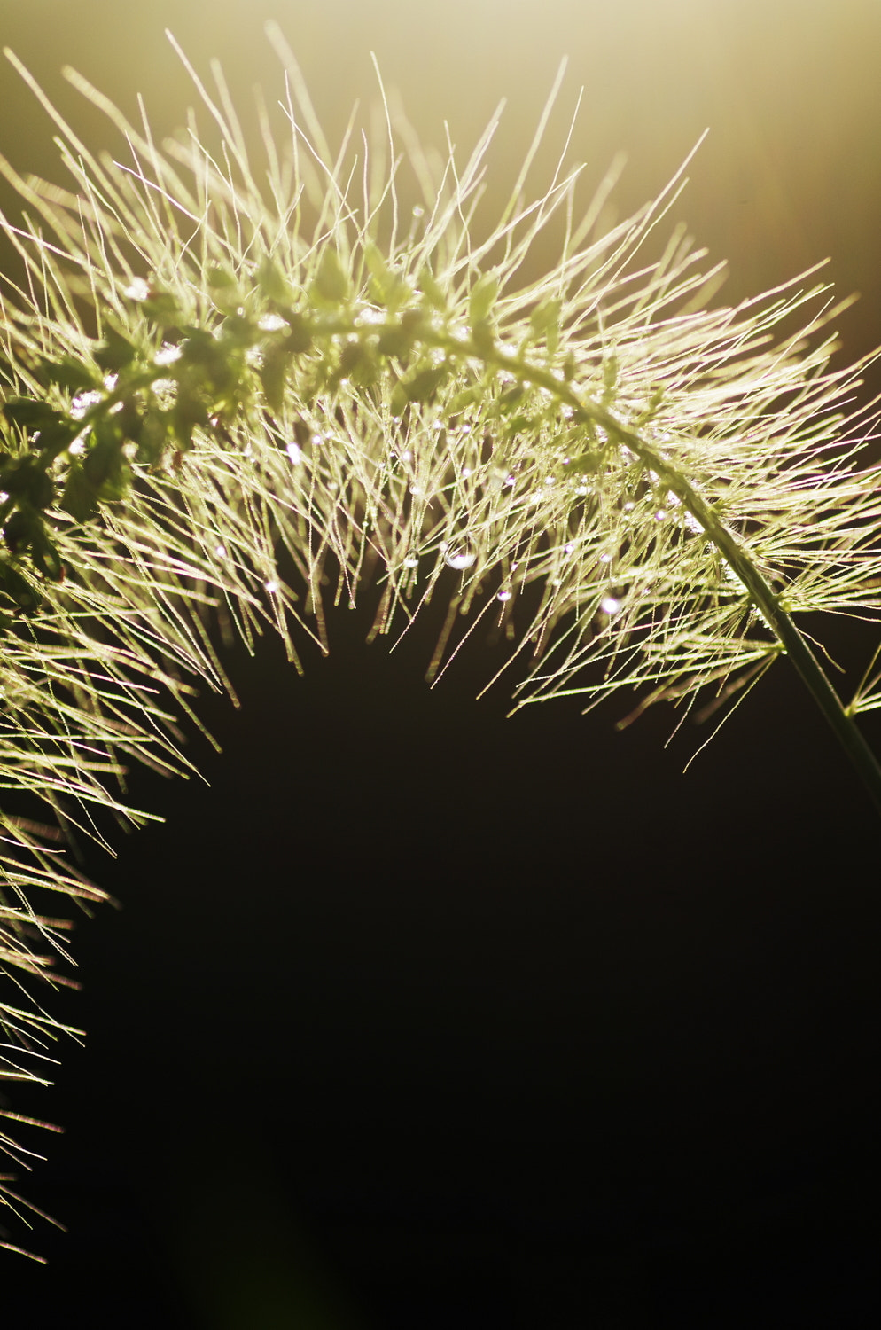 Pentax K-5 + Tamron SP AF 90mm F2.8 Di Macro sample photo. Bristlegrasses photography