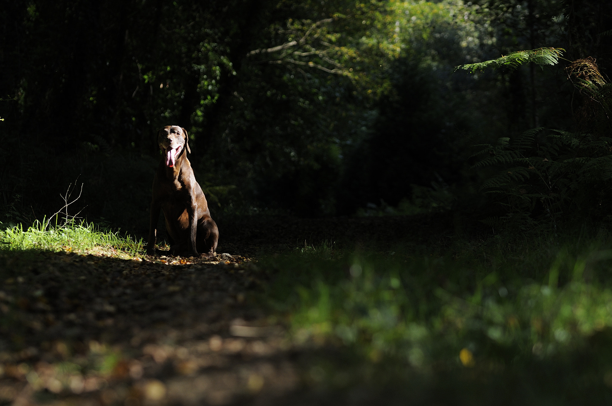 Sigma 105mm F2.8 EX DG OS HSM sample photo. Toffe photography
