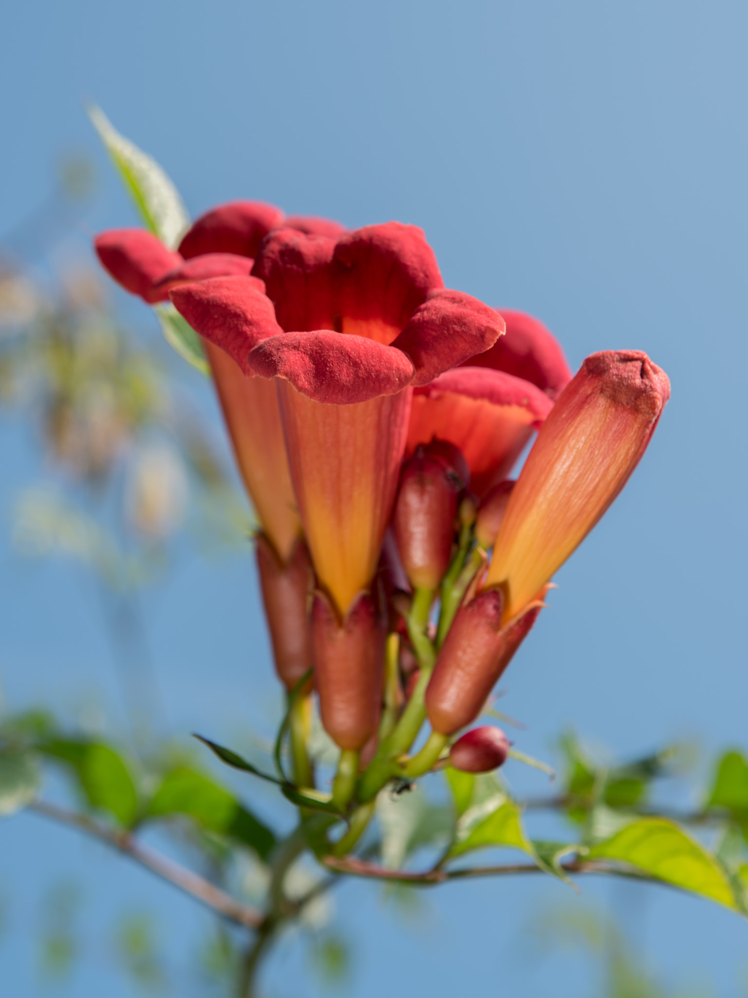 Nikon D750 + Sigma 24-70mm F2.8 EX DG Macro sample photo. Red, blue and green photography