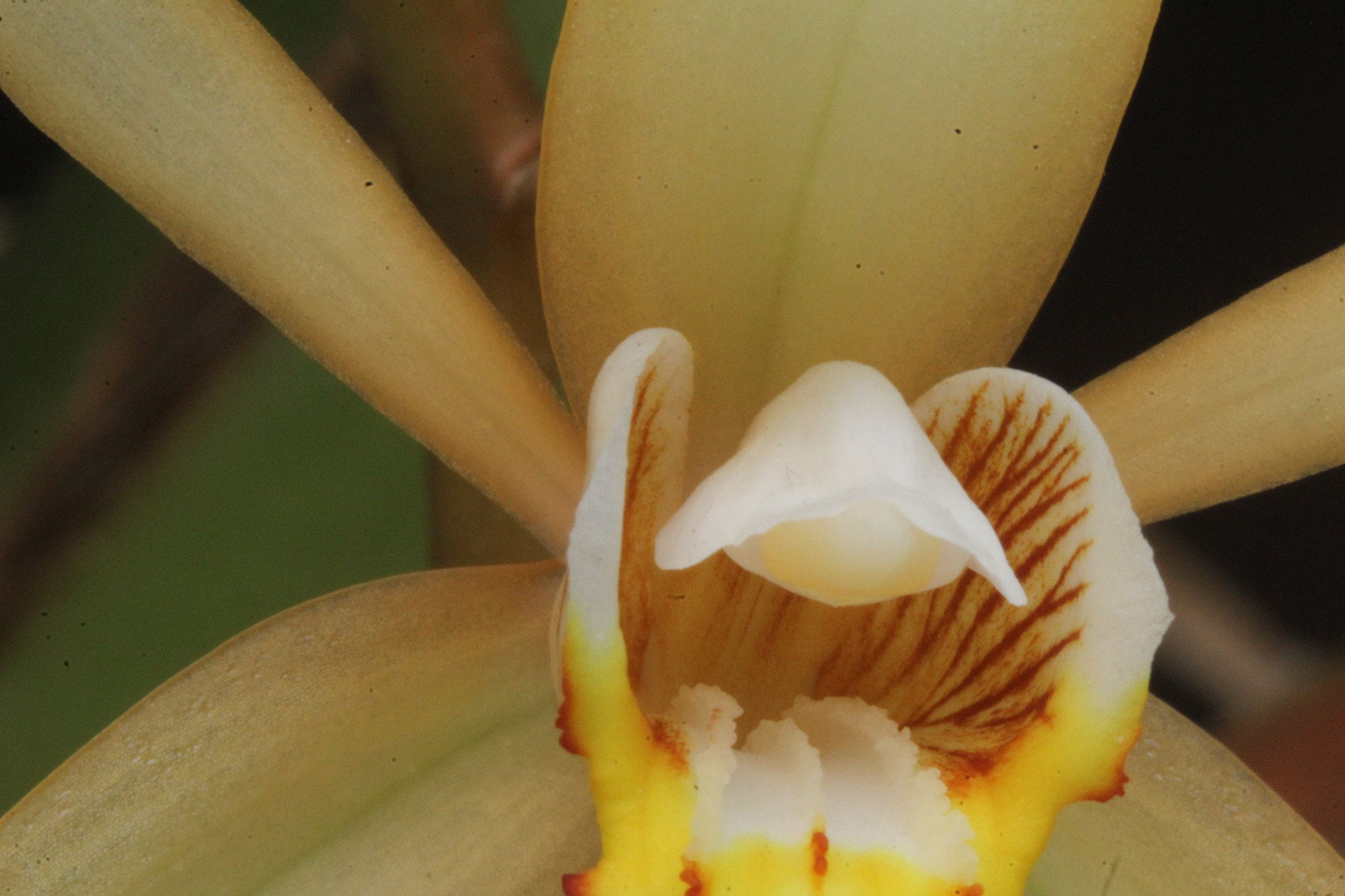 Canon EF 100mm F2.8 Macro USM sample photo