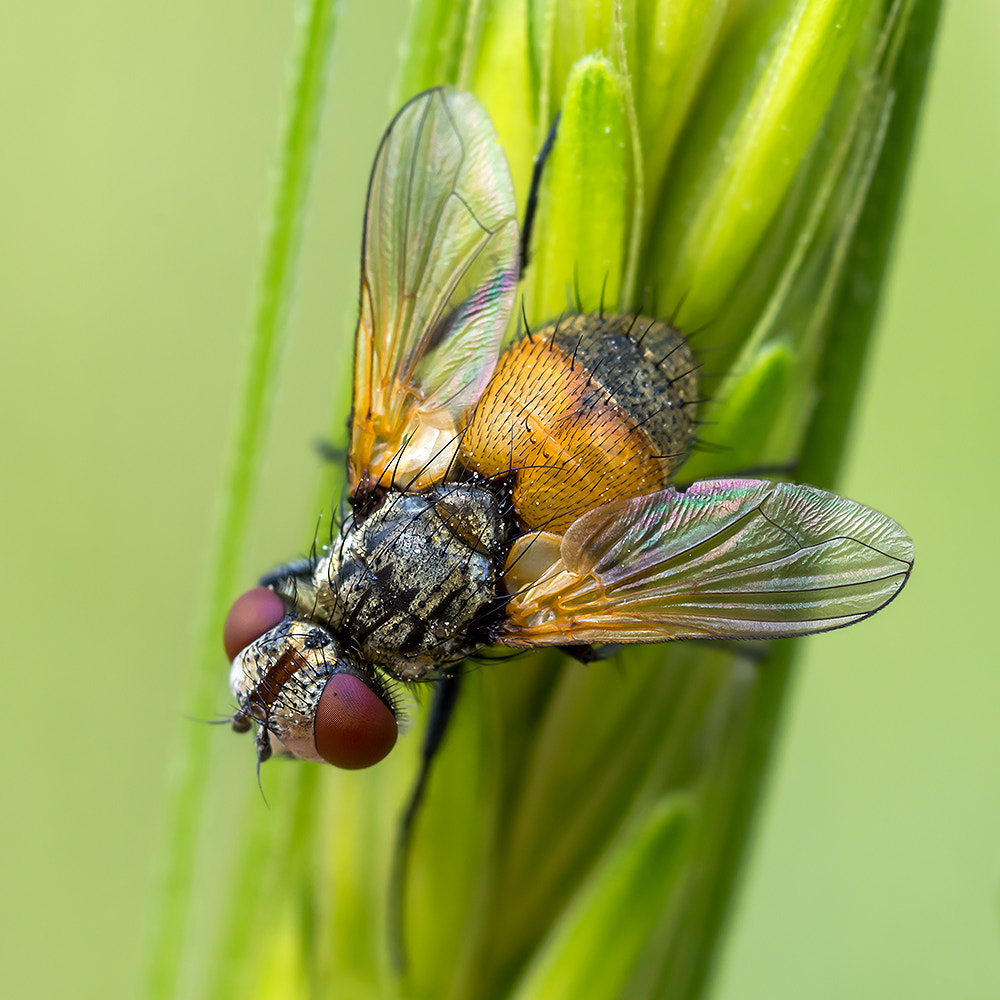 Nikon AF Micro-Nikkor 60mm F2.8D sample photo. Beautiful fly photography