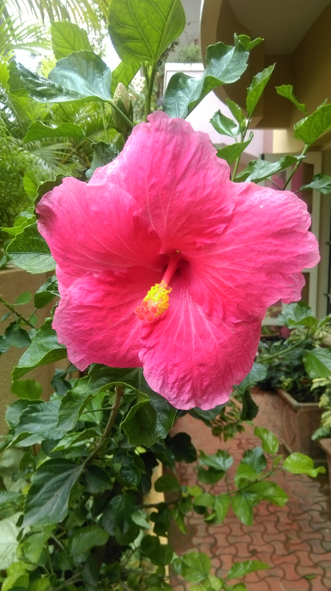 HTC ONE (E8) DUAL SIM sample photo. Flower photography