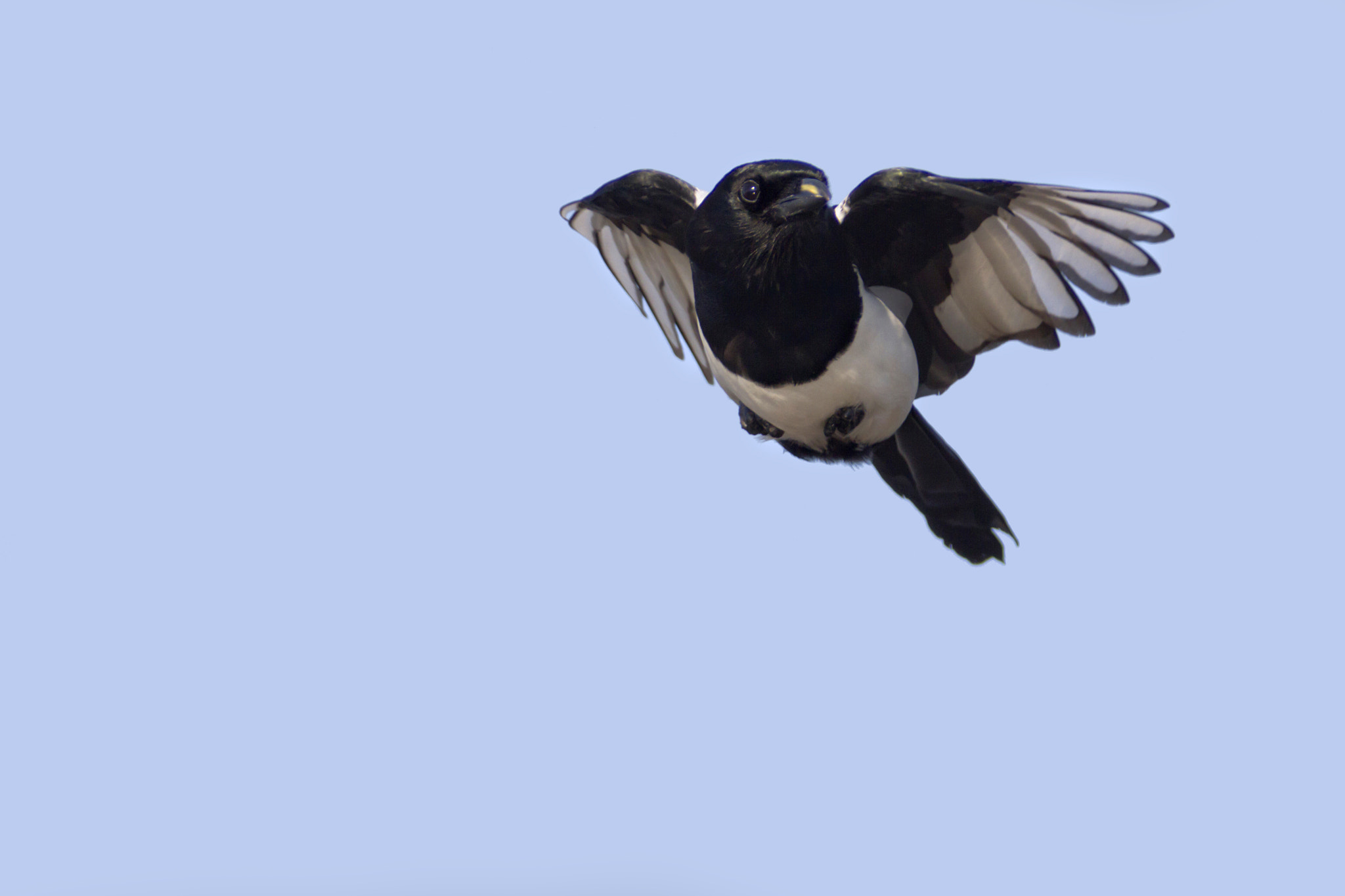 Canon EF 300mm f/2.8L + 2x sample photo. Magpie photography