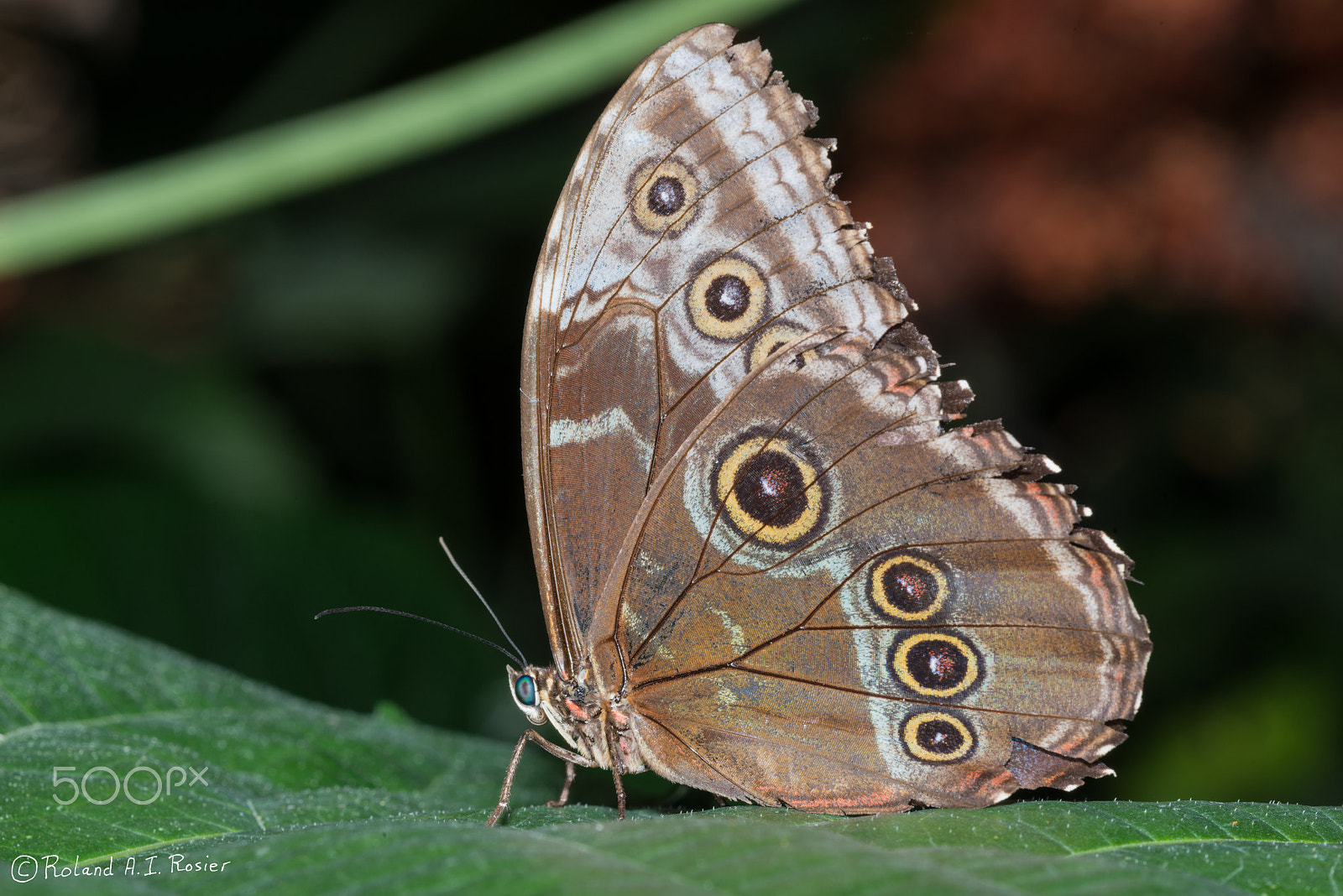 Nikon D800 + Nikon AF Micro-Nikkor 200mm F4D ED-IF sample photo. I can see you... photography