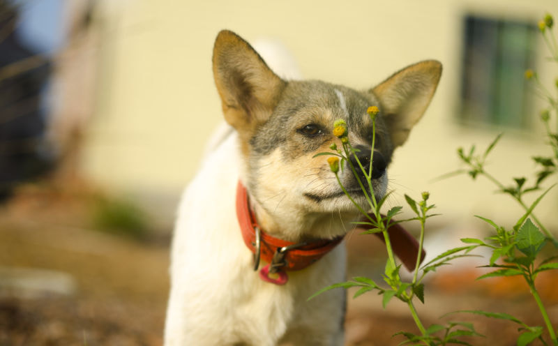 ZEISS Makro-Planar T* 50mm F2 sample photo. Dog photography