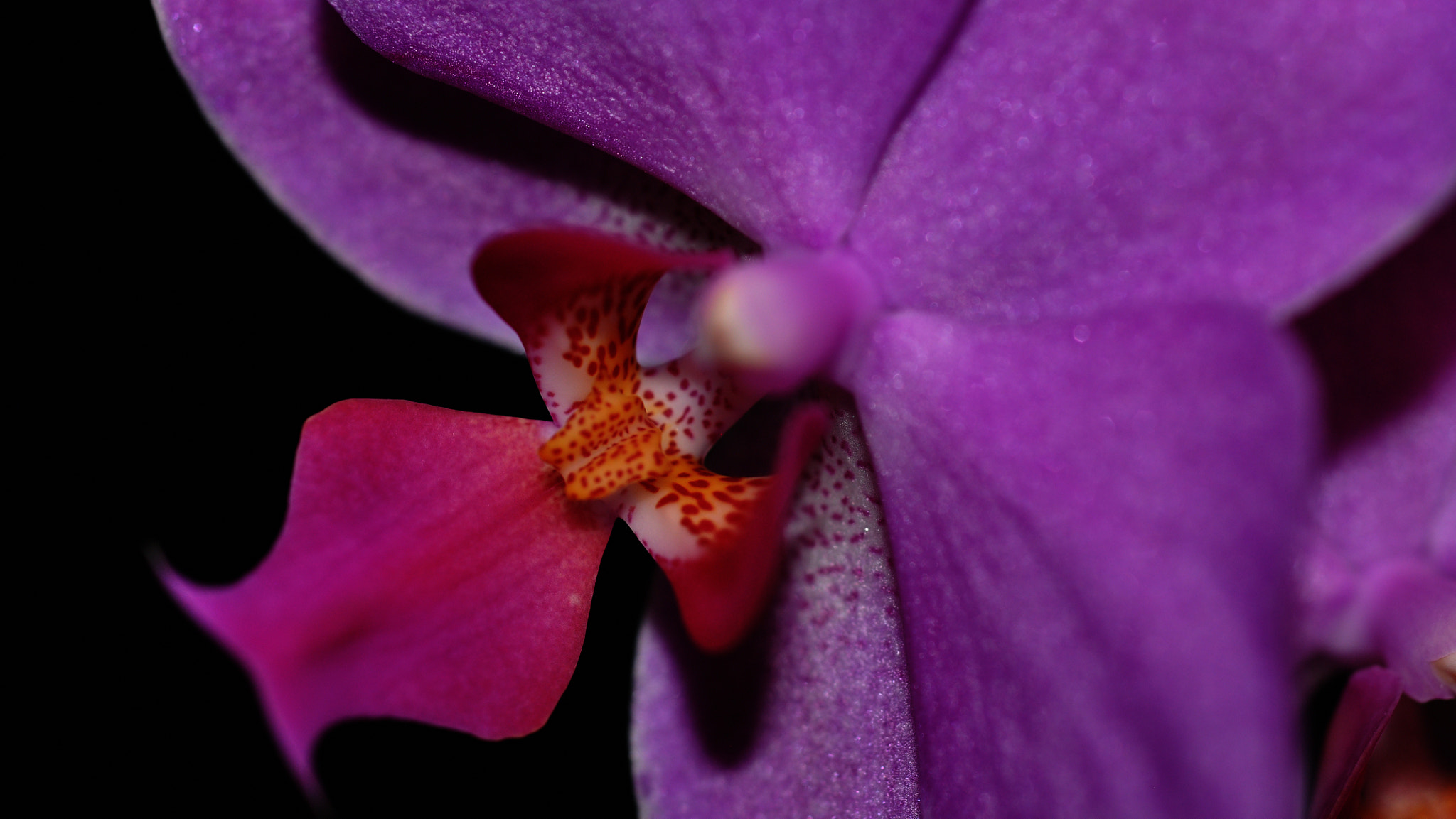 Nikon D90 + Nikon AF Micro-Nikkor 60mm F2.8D sample photo. Orchid photography