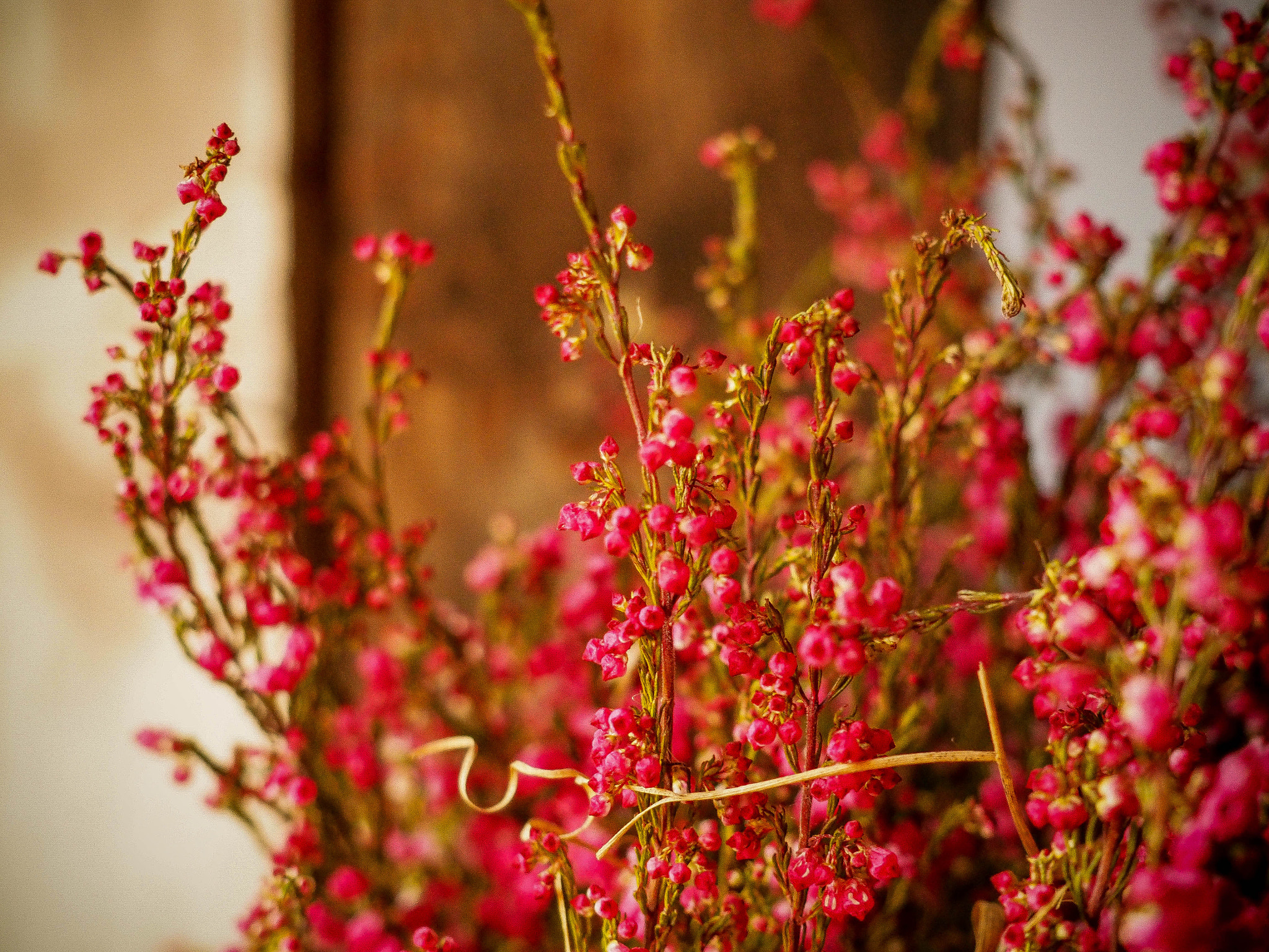 Olympus M.Zuiko Digital 14-42mm F3.5-5.6 II R sample photo. Heather in the attic photography