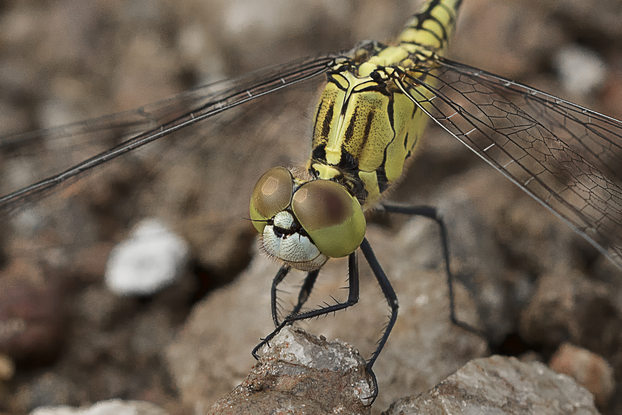 Canon EF 100mm F2.8 Macro USM sample photo. Majestic eyes photography