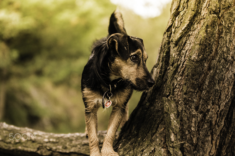 Sony ILCA-77M2 + 70-200mm F2.8 sample photo. My dog photography