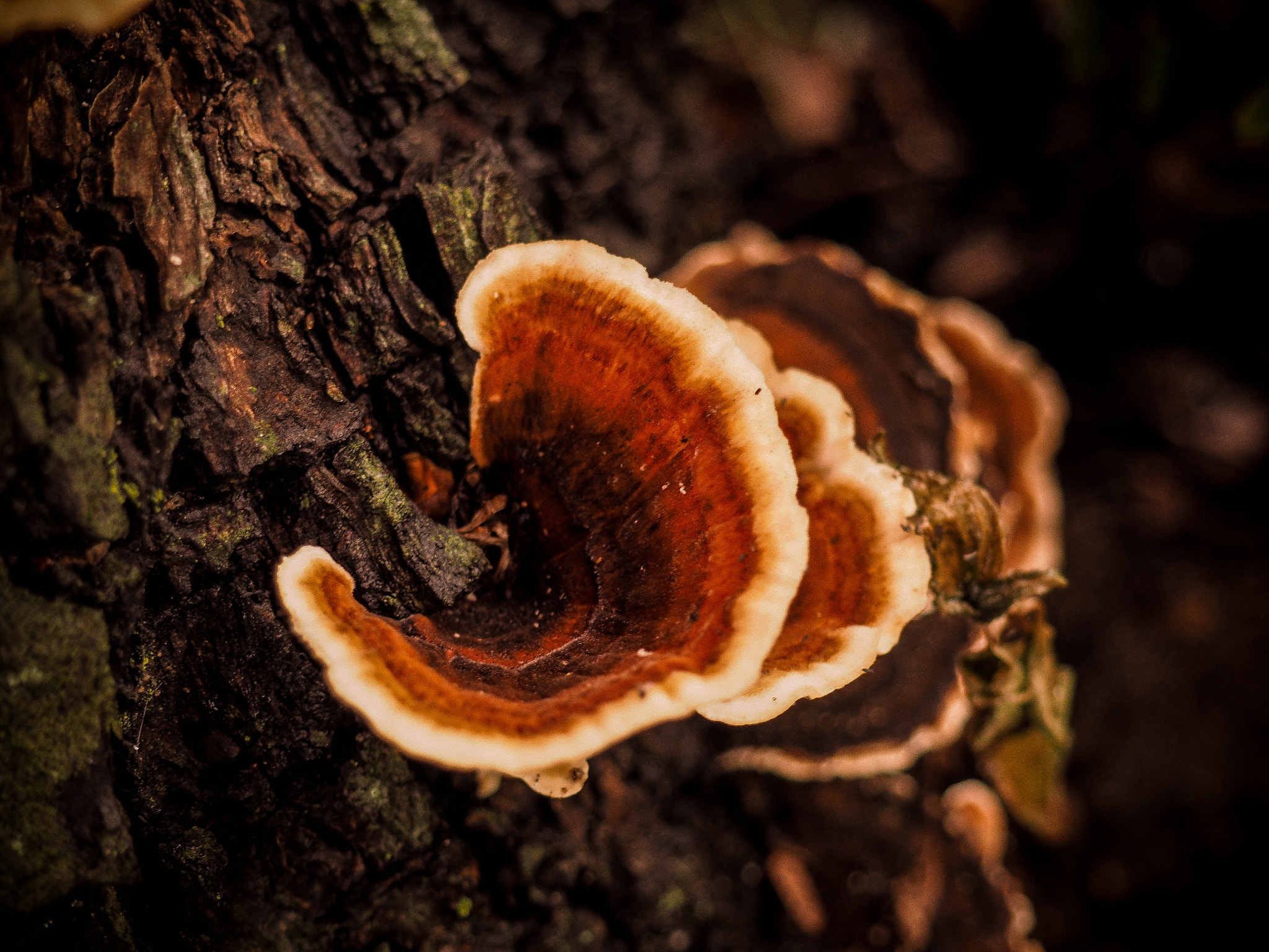 Olympus M.Zuiko Digital 14-42mm F3.5-5.6 II R sample photo. Honey fungus photography