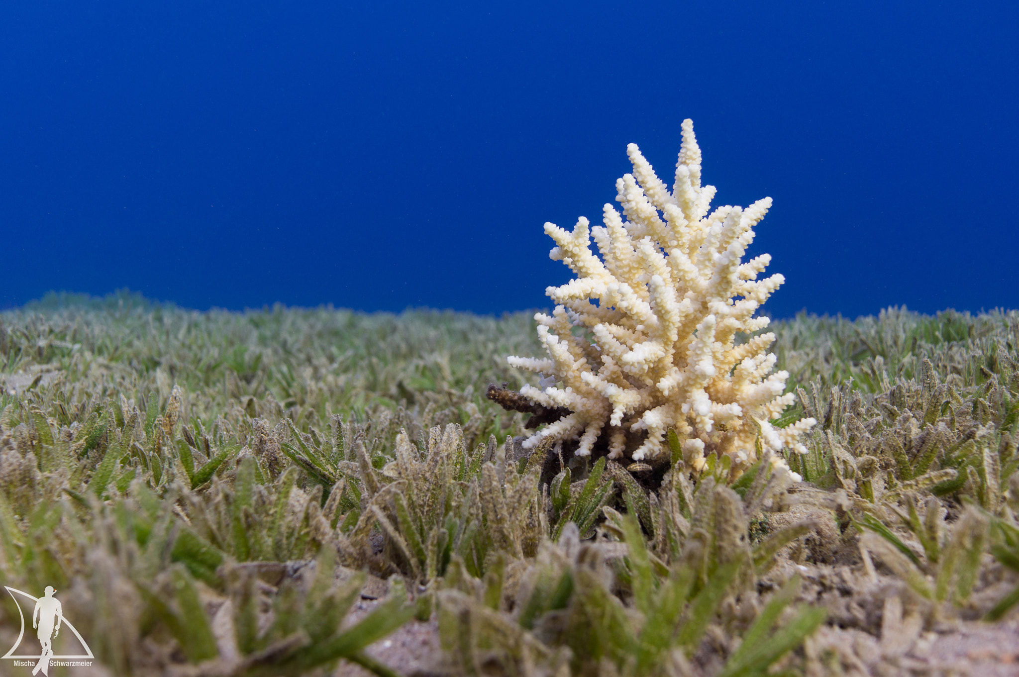 Sony Alpha NEX-5N + Sony Sonnar T* E 24mm F1.8 ZA sample photo. A lonely christmas tree underwater? photography