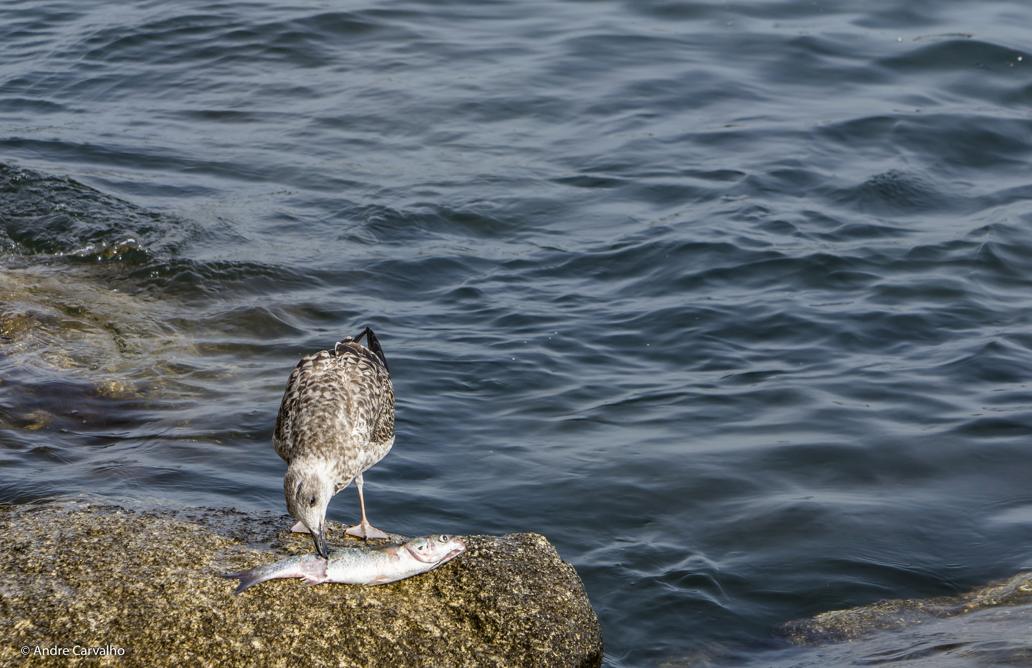 24-240mm F3.5-6.3 OSS sample photo. Seagull eating photography