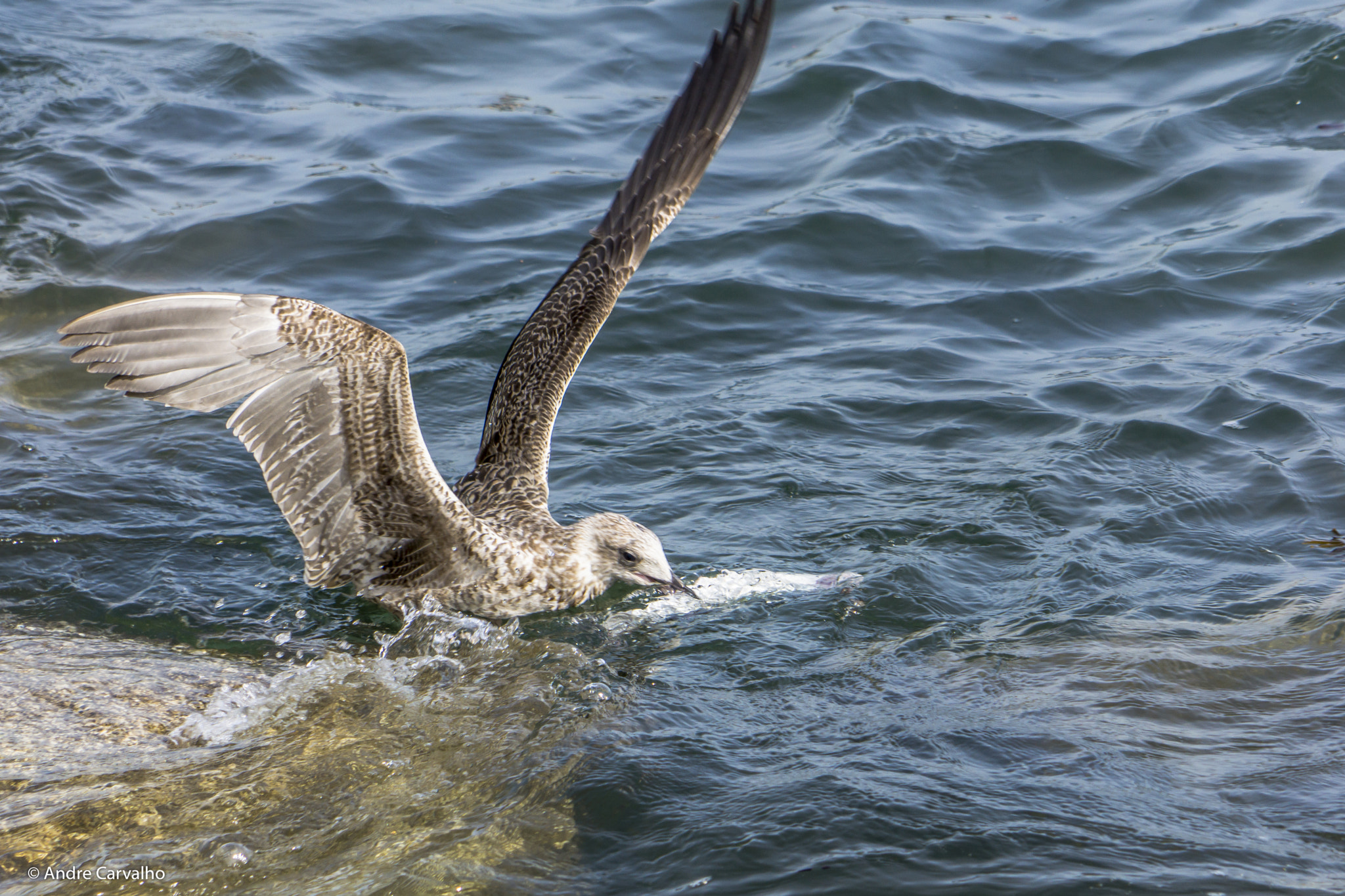 Sony Alpha NEX-7 + 24-240mm F3.5-6.3 OSS sample photo. Seagull fishing photography