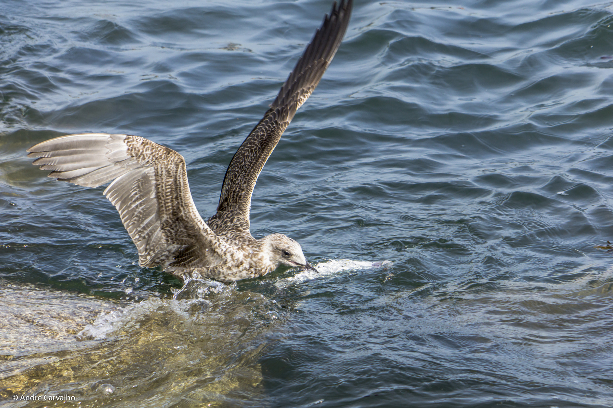 24-240mm F3.5-6.3 OSS sample photo. Seagull fishing photography