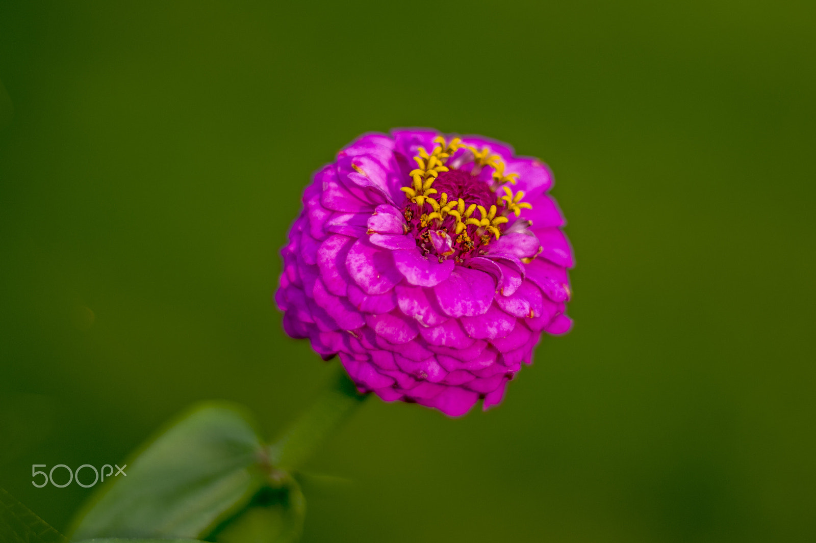 Pentax K-5 II sample photo. Ring photography