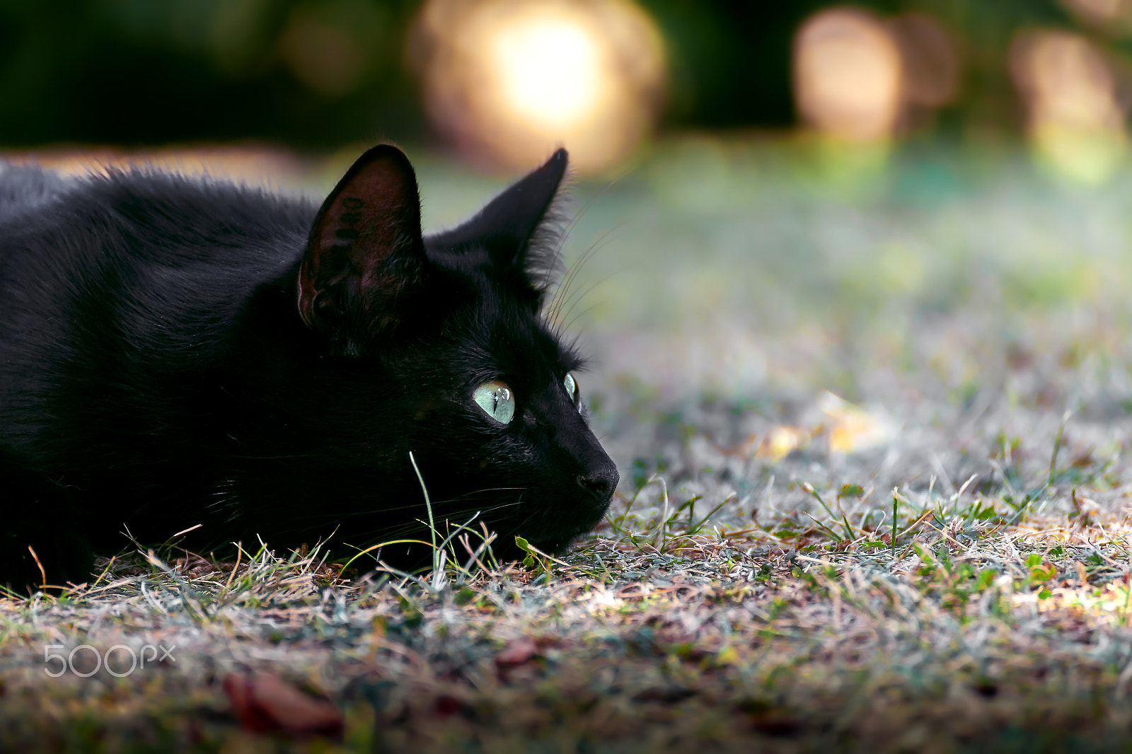 Canon EOS 5D sample photo. Cat portrait fips photography