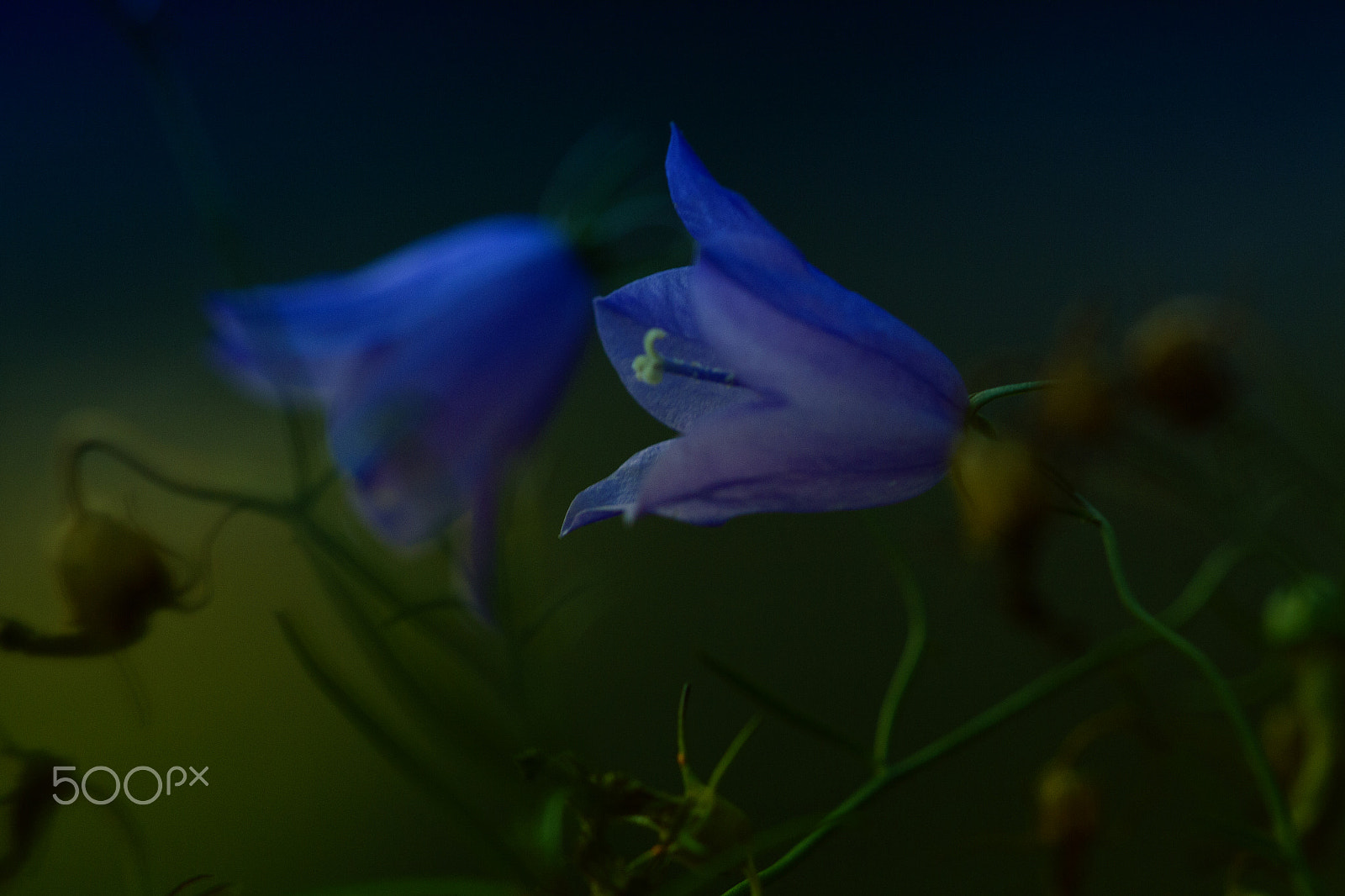 Sigma APO Macro 150mm f/2.8 EX DG HSM sample photo. Bluebell photography