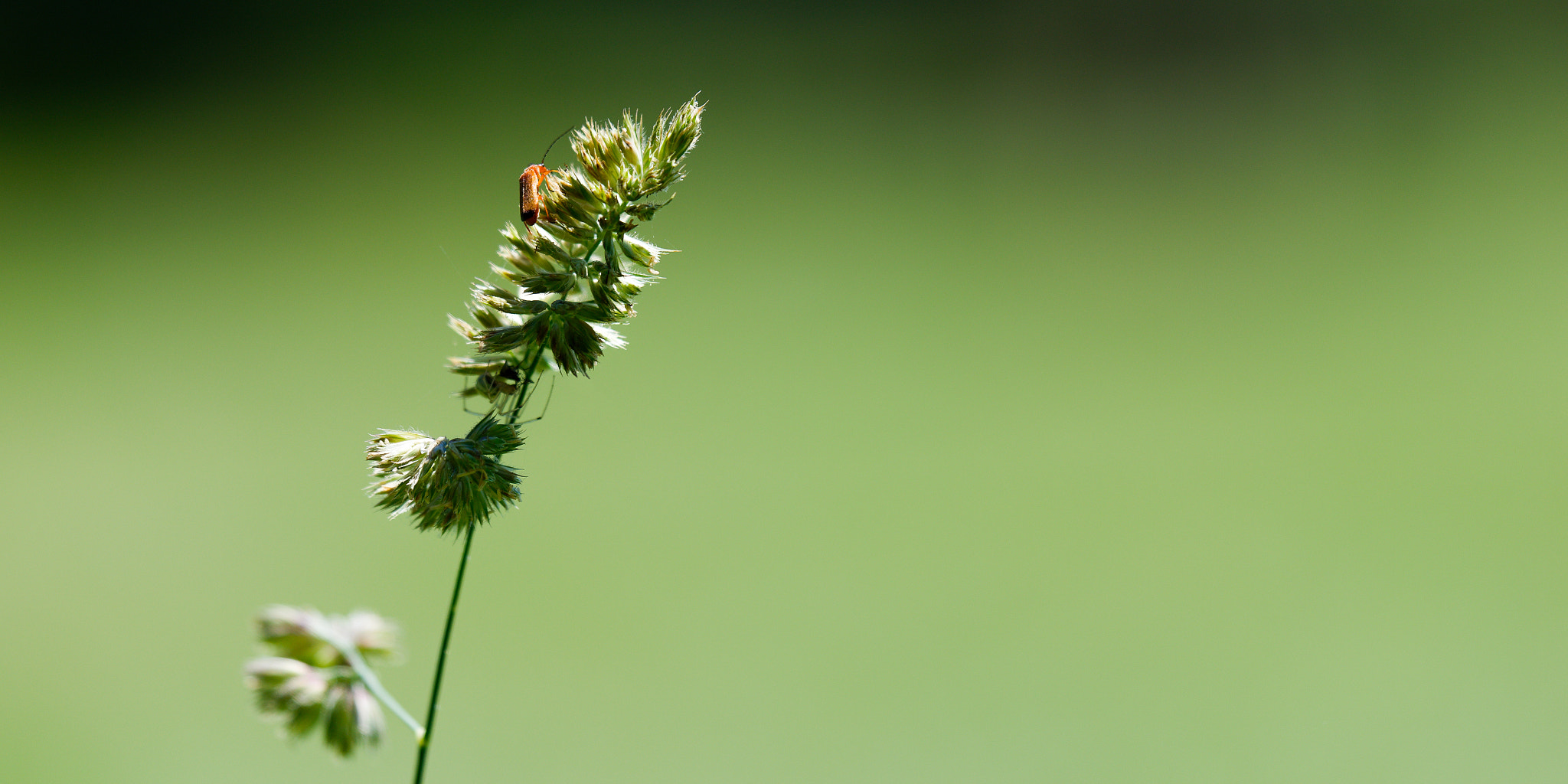 Nikon AF-S Nikkor 70-200mm F2.8G ED VR II sample photo. Insect in yard photography